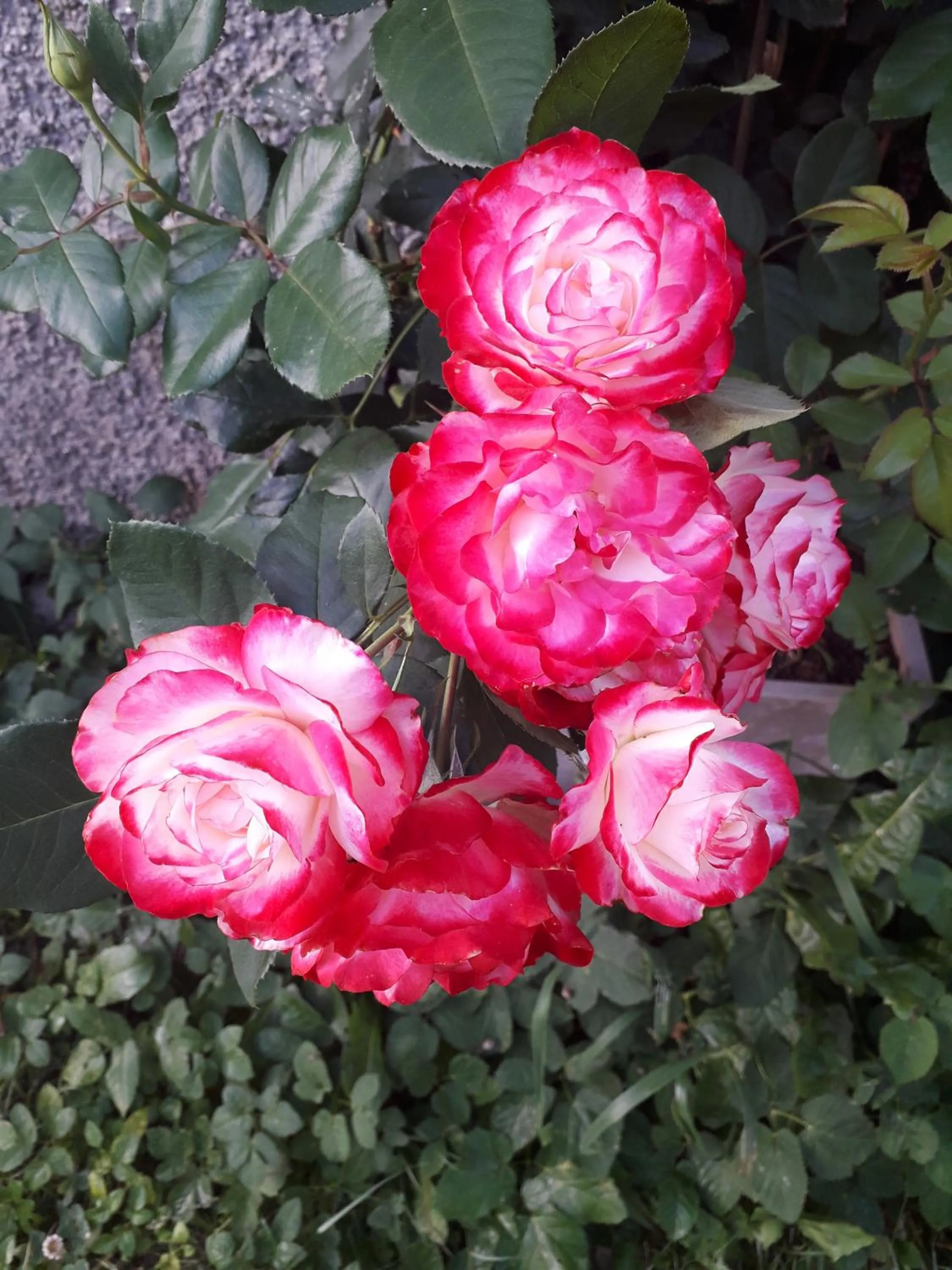 Les Clarines Perceneige - Chambre d'Hôtes Vue Sur Montagne & SPA