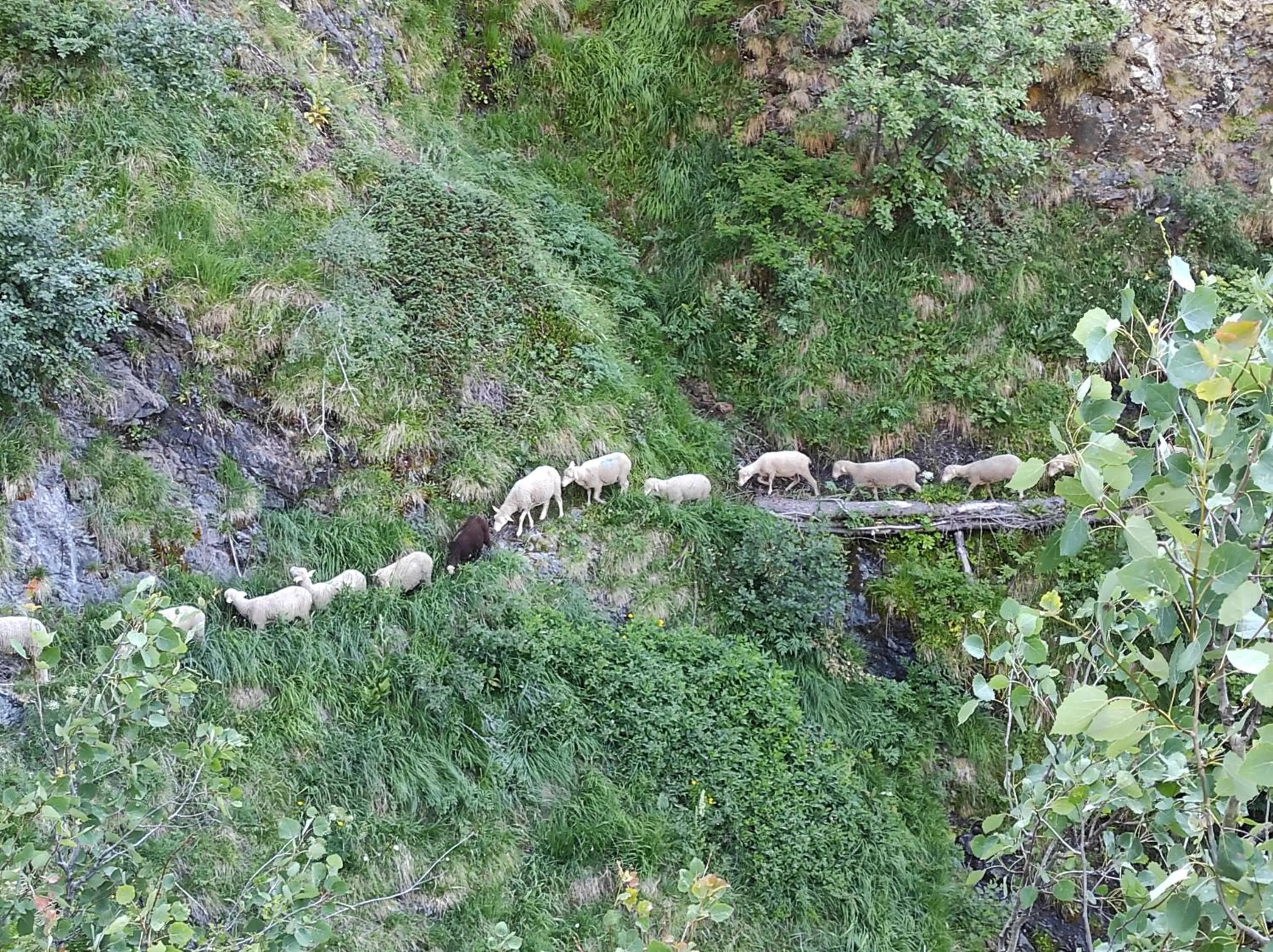 Pets in Les Clarines Perceneige - Chambre d'Hôtes Vue Sur Montagne & SPA