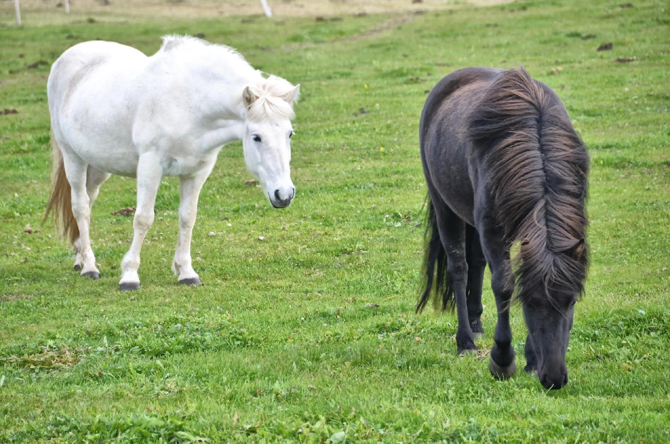 Horse-riding in Saltvík Farm Guesthouse