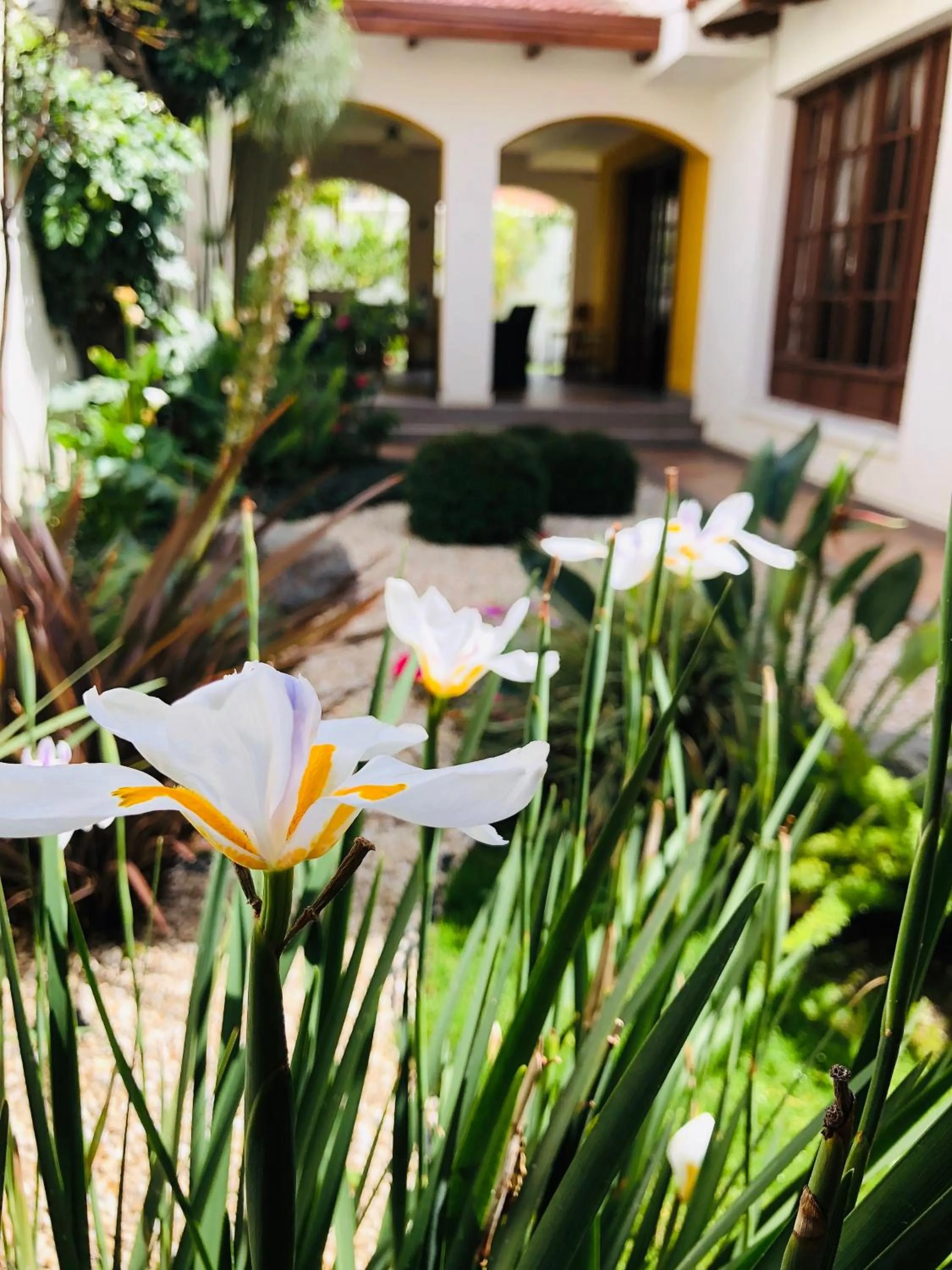 Garden in Hotel Boutique La Casa de Margarita