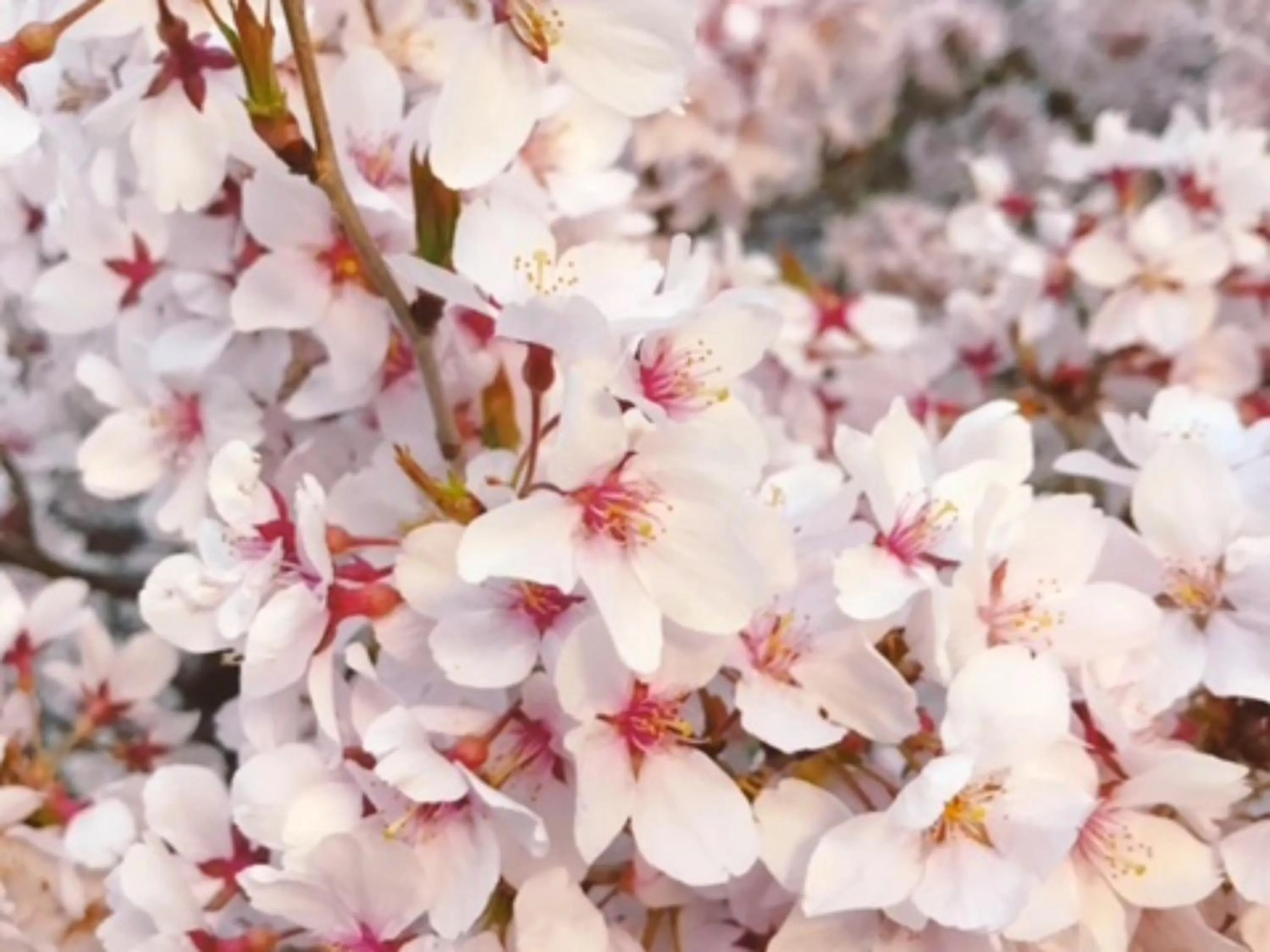 Nearby landmark in Shirakabako Hotel Paipuno Kemuri