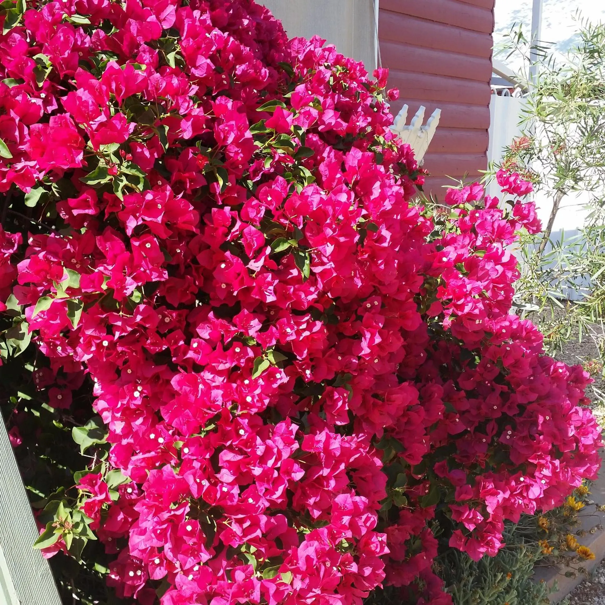 Garden in Sonja's Bed and Breakfast