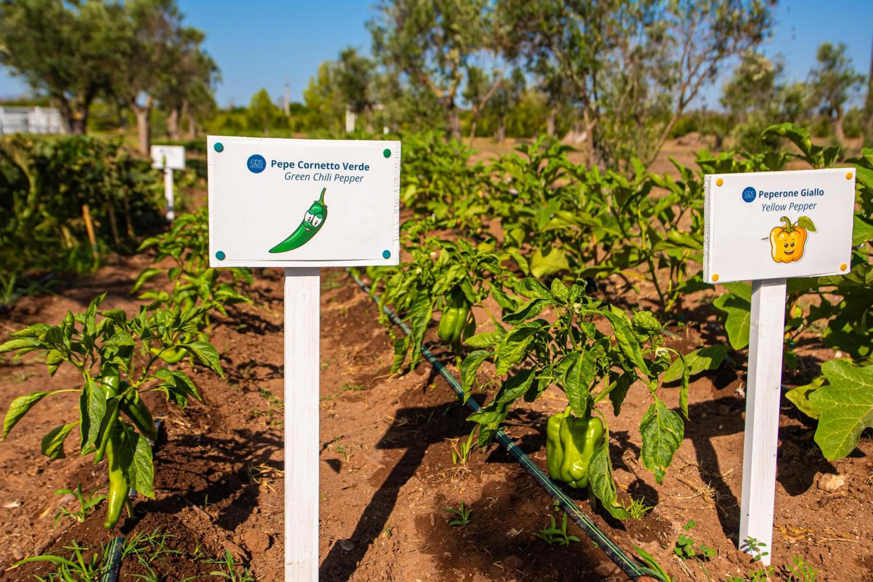 Garden in Relais Masseria Le Cesine - CDSHotels