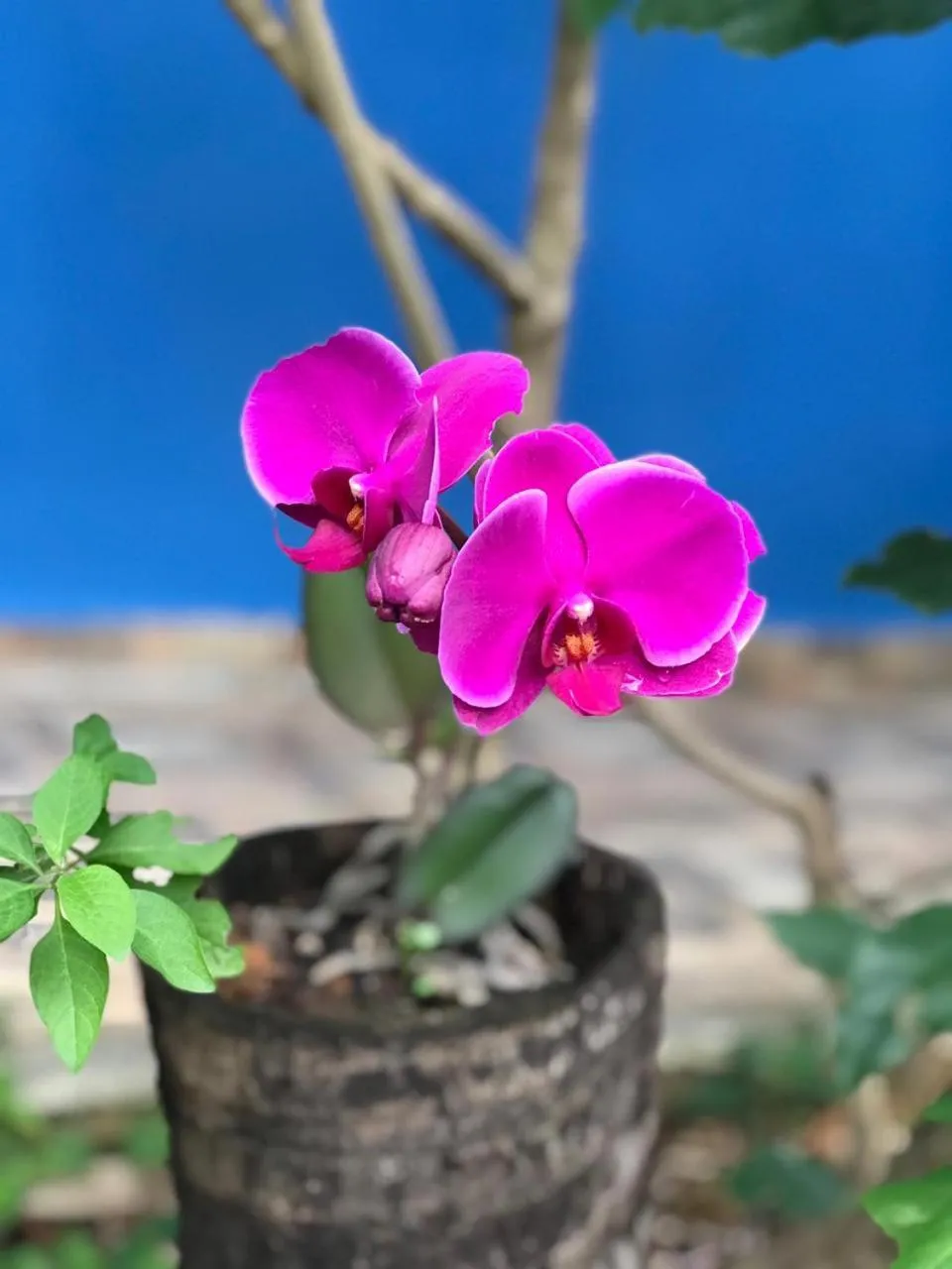 Pousada Casa do Cerrado - Alto Paraíso de Goiás