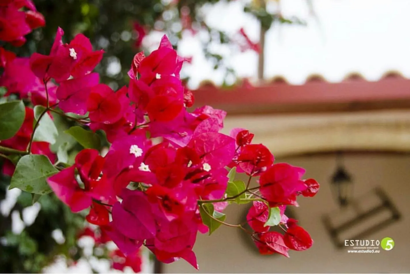 Decorative detail in Molino La Boticaria