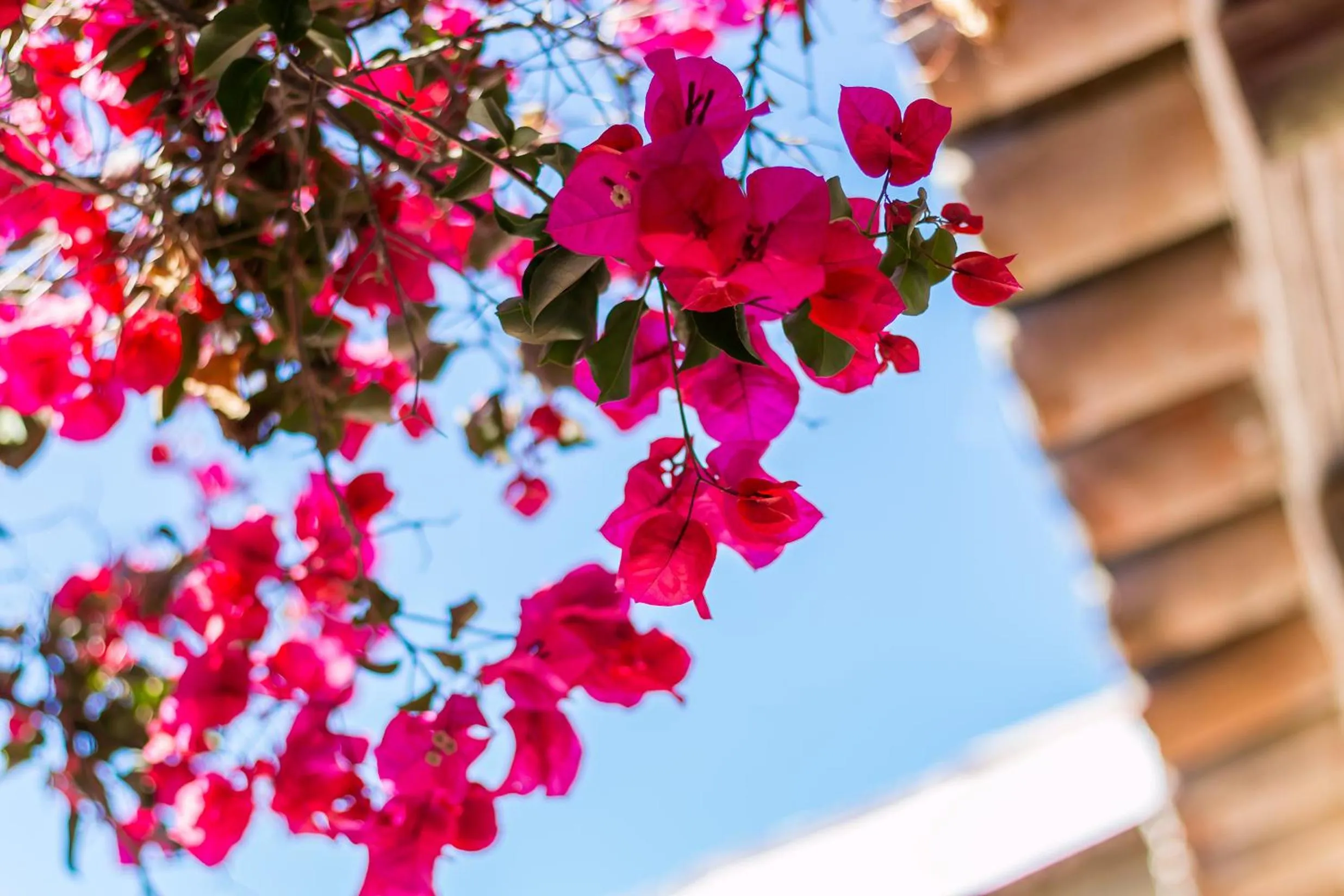 FLH Belaventura Villa