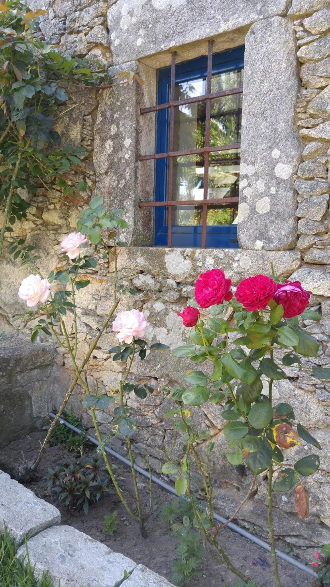 Garden in Casinha Nº461
