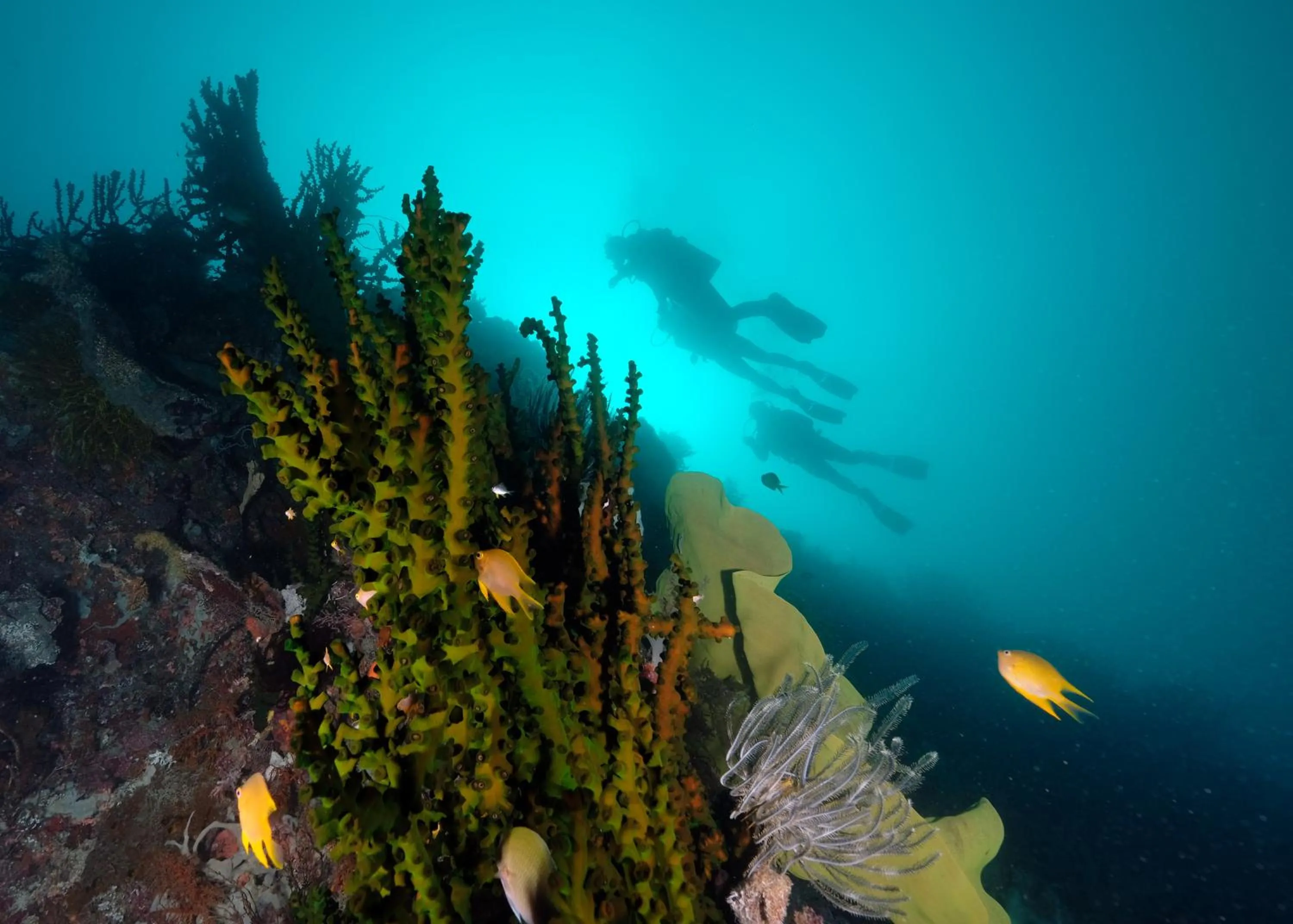 Diving in Cabilao Sanctuary Beach & Dive Resort