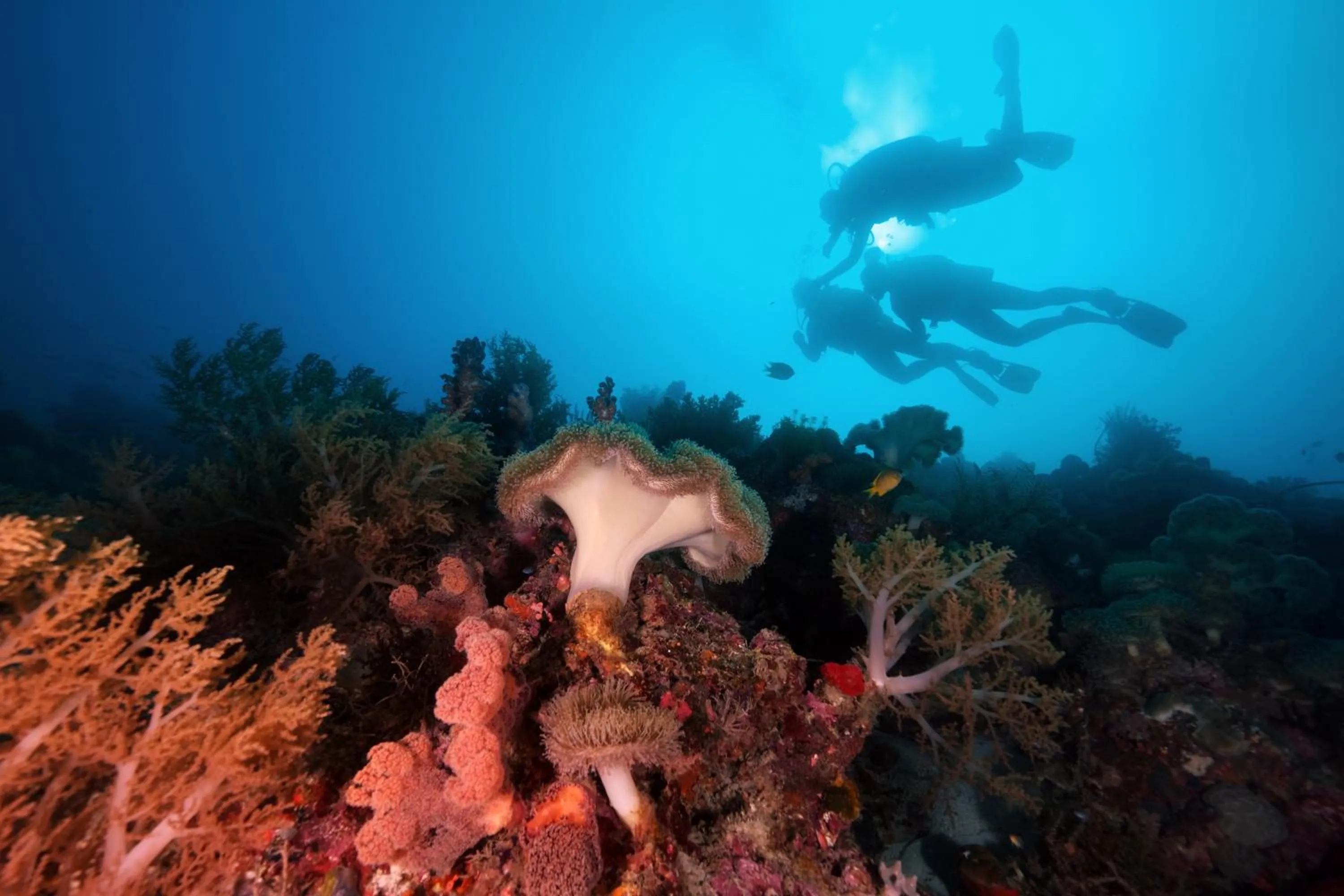 Diving in Cabilao Sanctuary Beach & Dive Resort