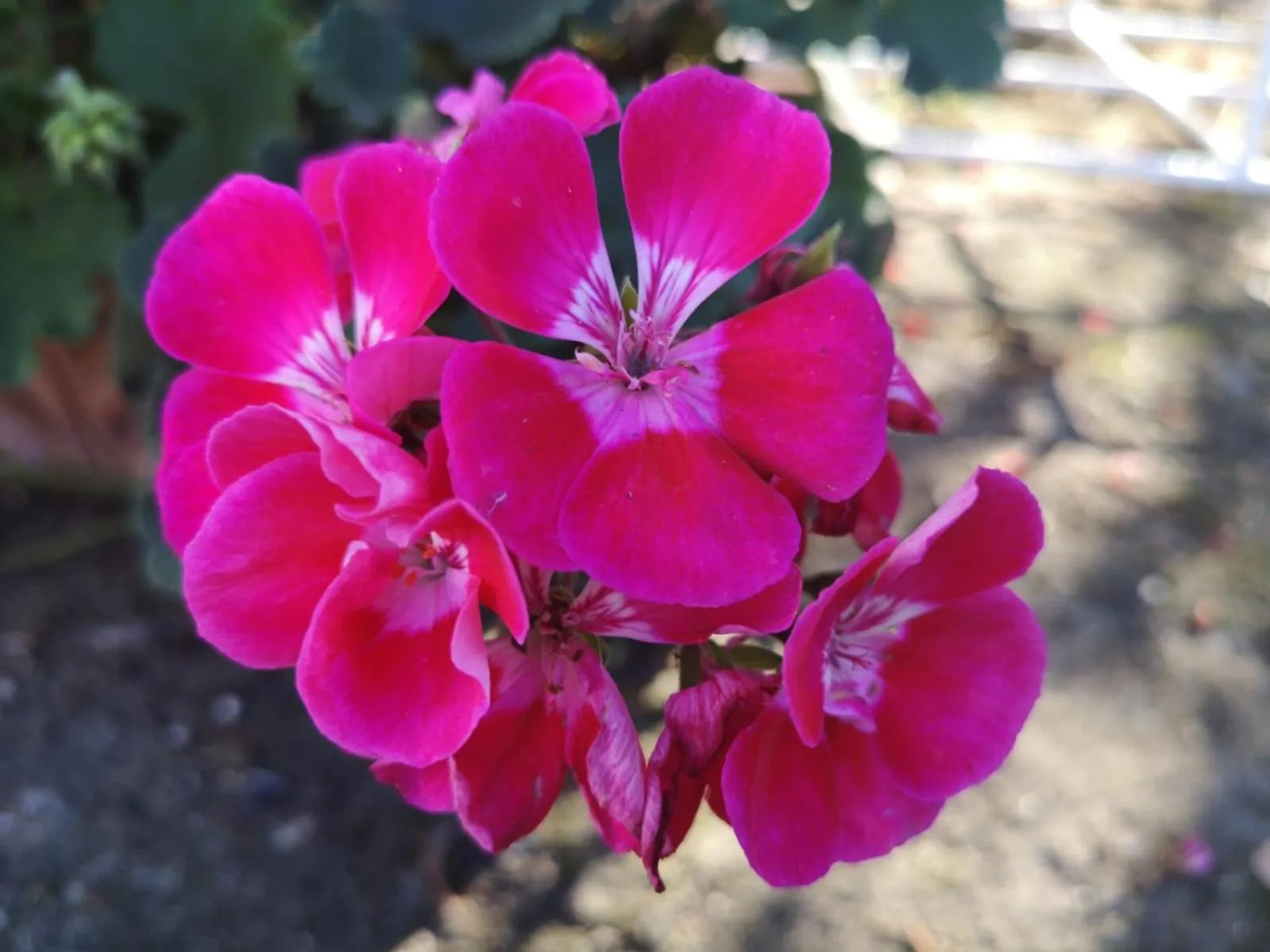 Other in Nonna Piera