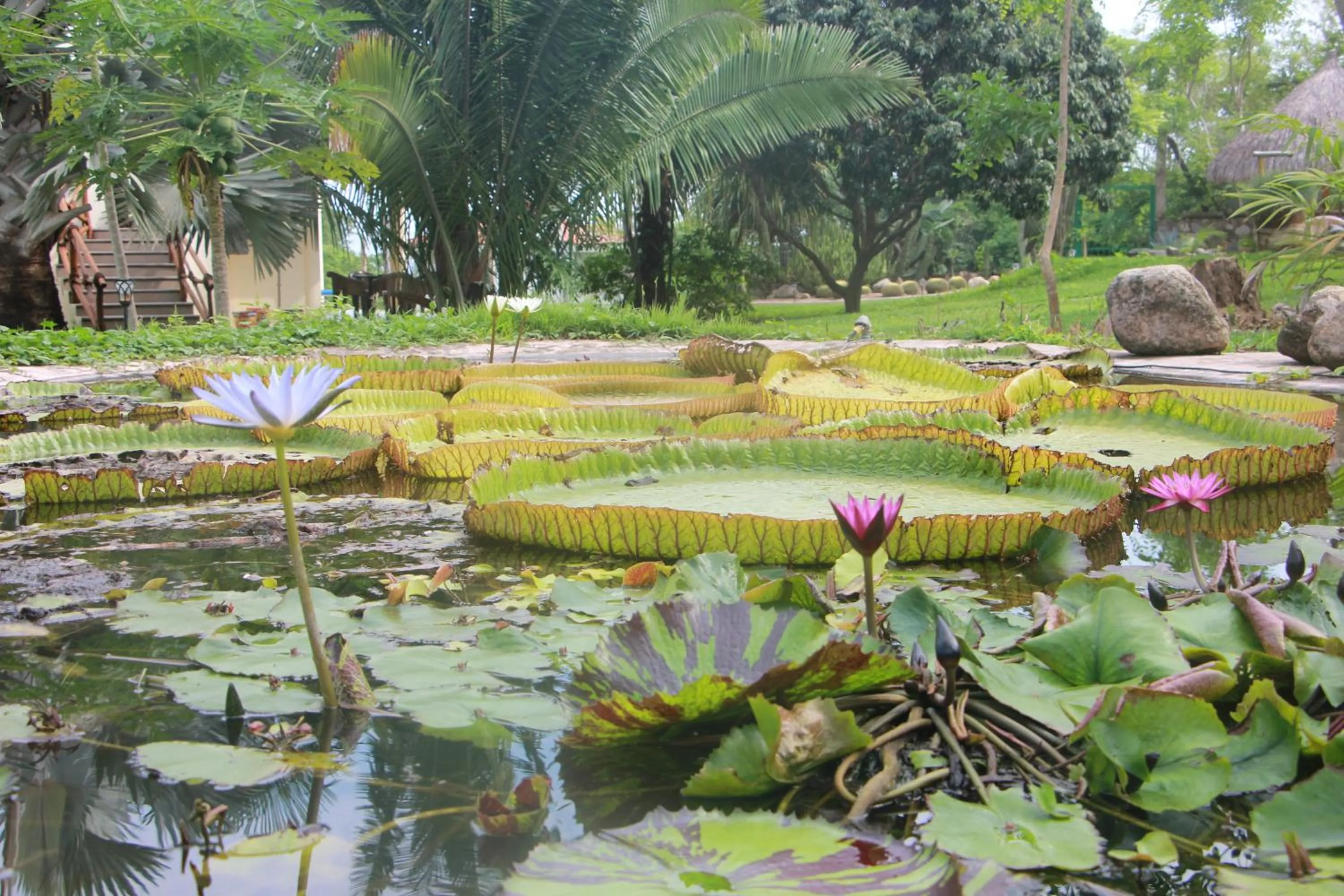Garden in Casa Del Sol