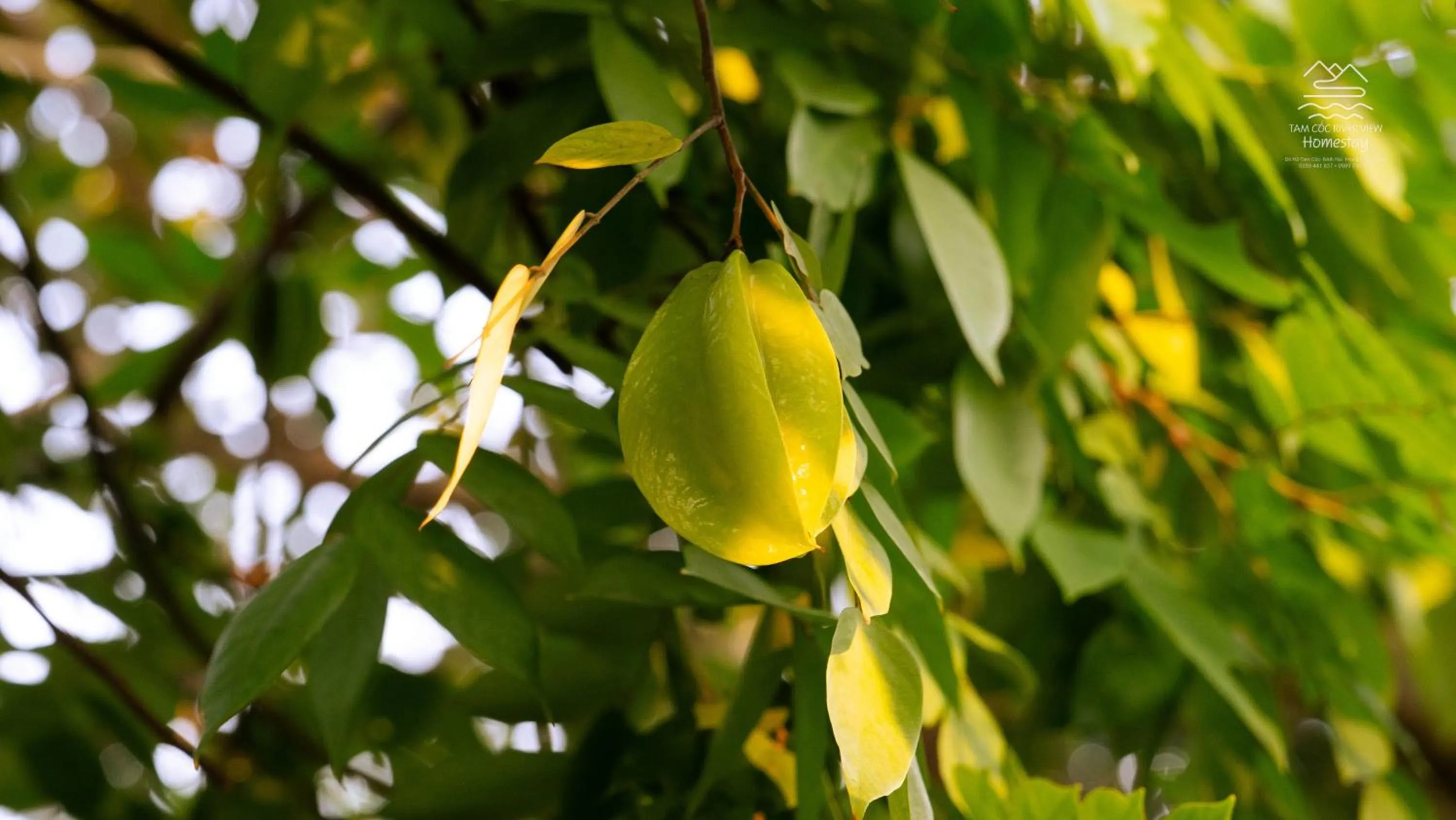 Tam Coc River View Homestay
