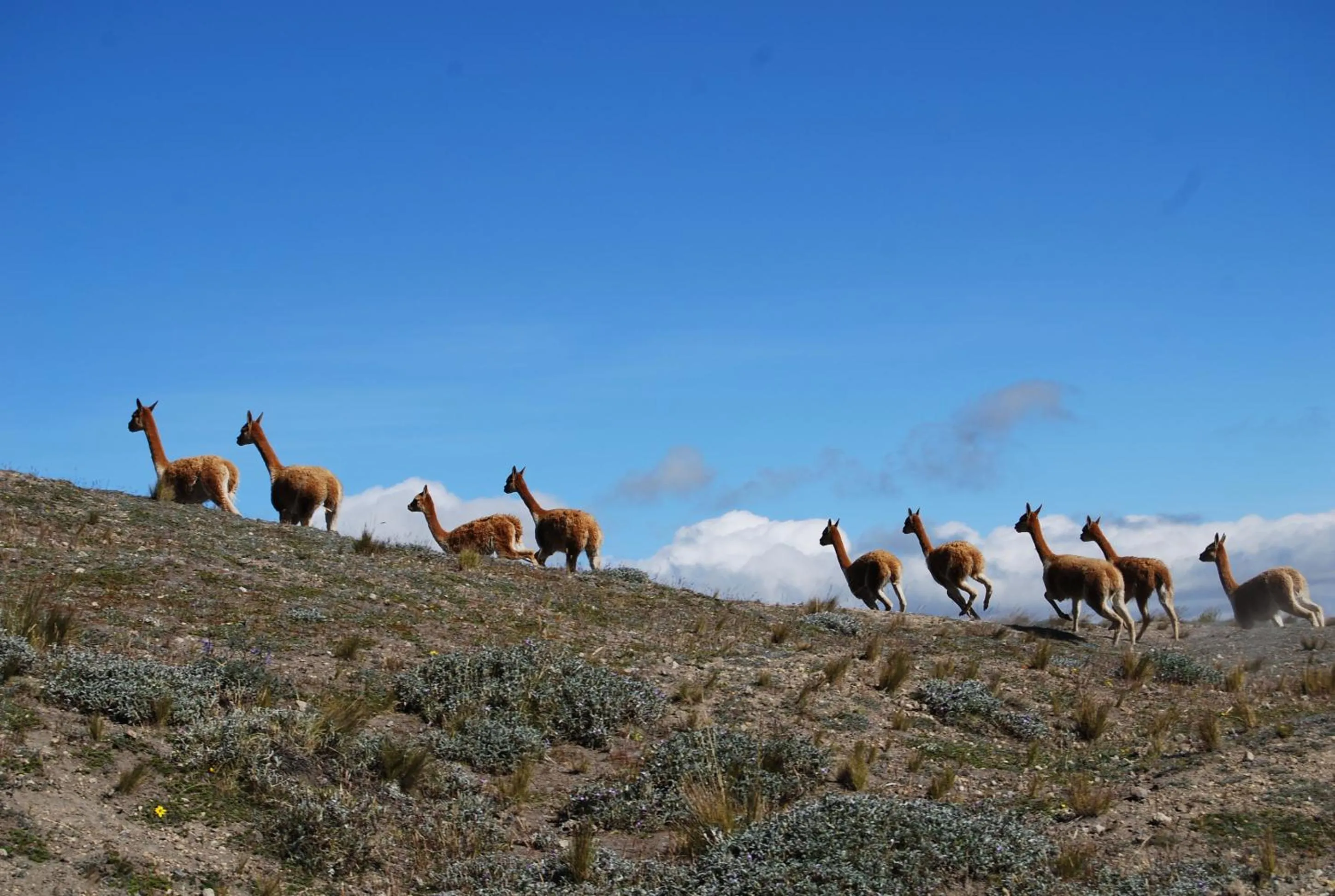 Activities in Inti Sisa Art Guesthouse