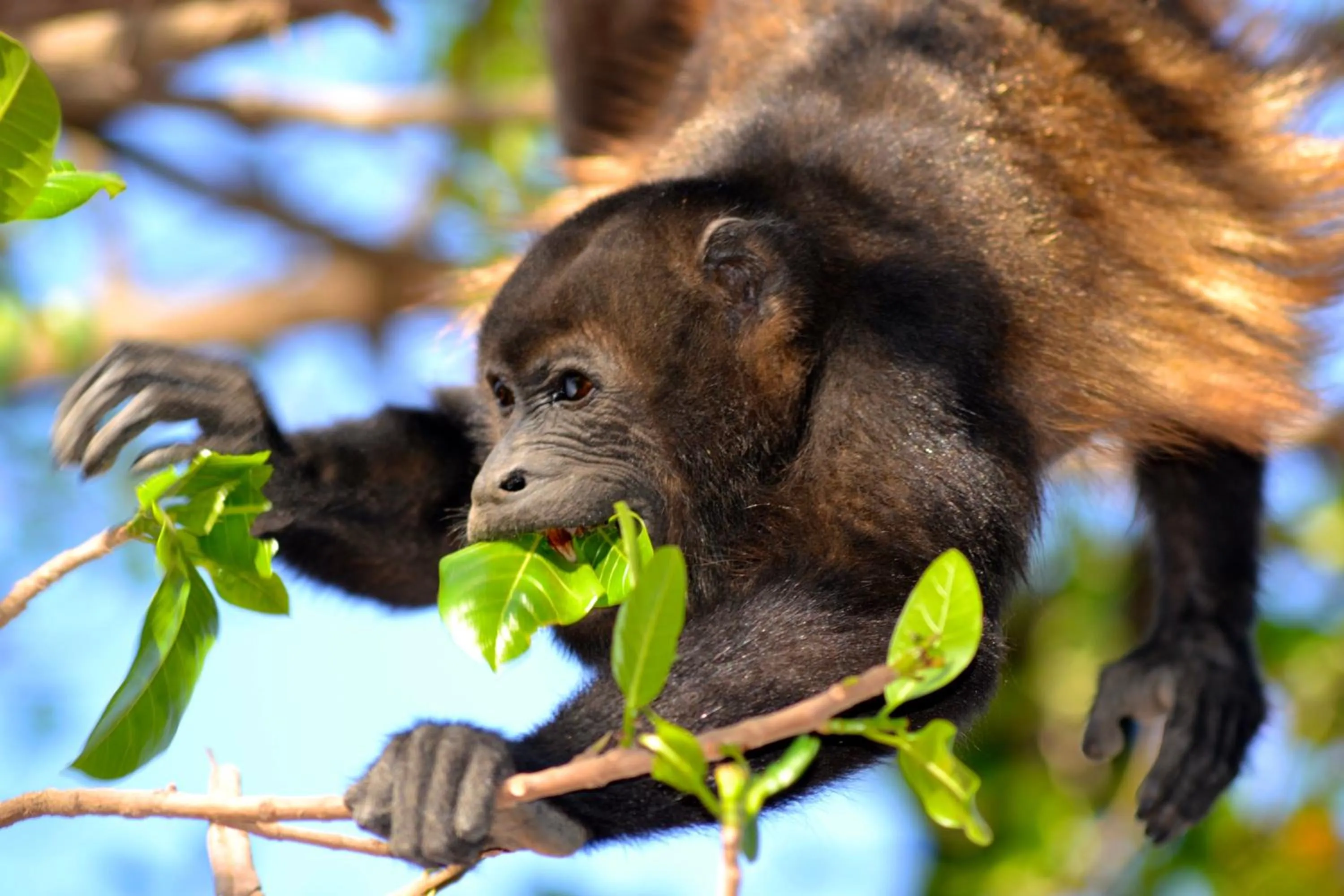 Animals in Ten North Tamarindo Beach Hotel