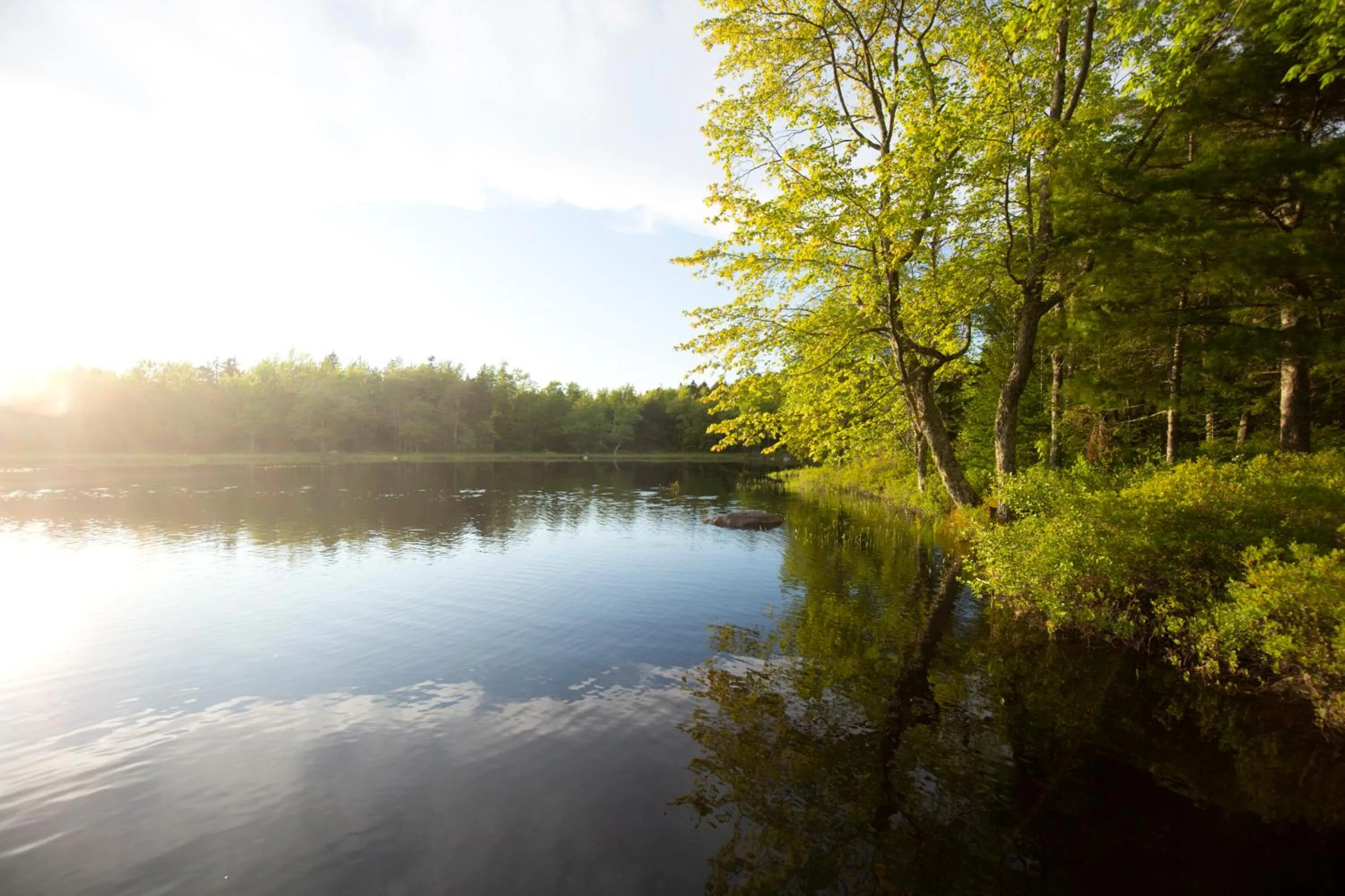 Natural landscape in Mersey River Chalets a nature retreat