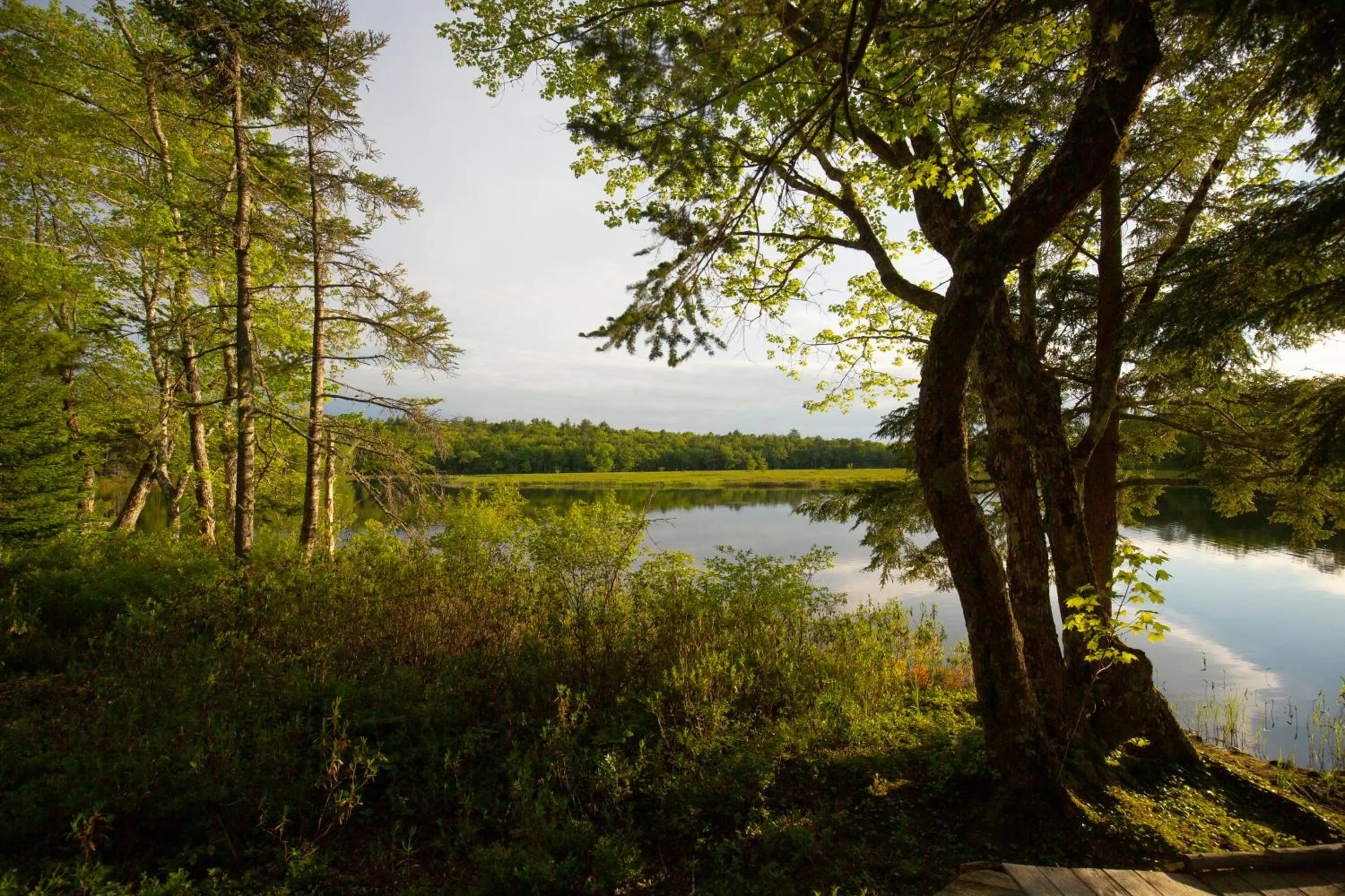 Natural landscape in Mersey River Chalets a nature retreat