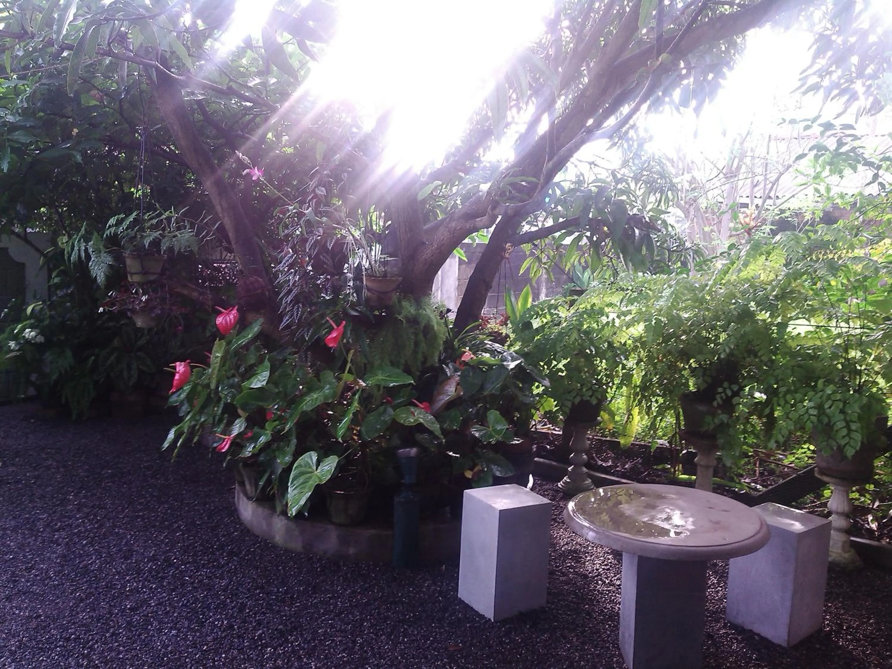 Garden in Number 01 by Taprobane