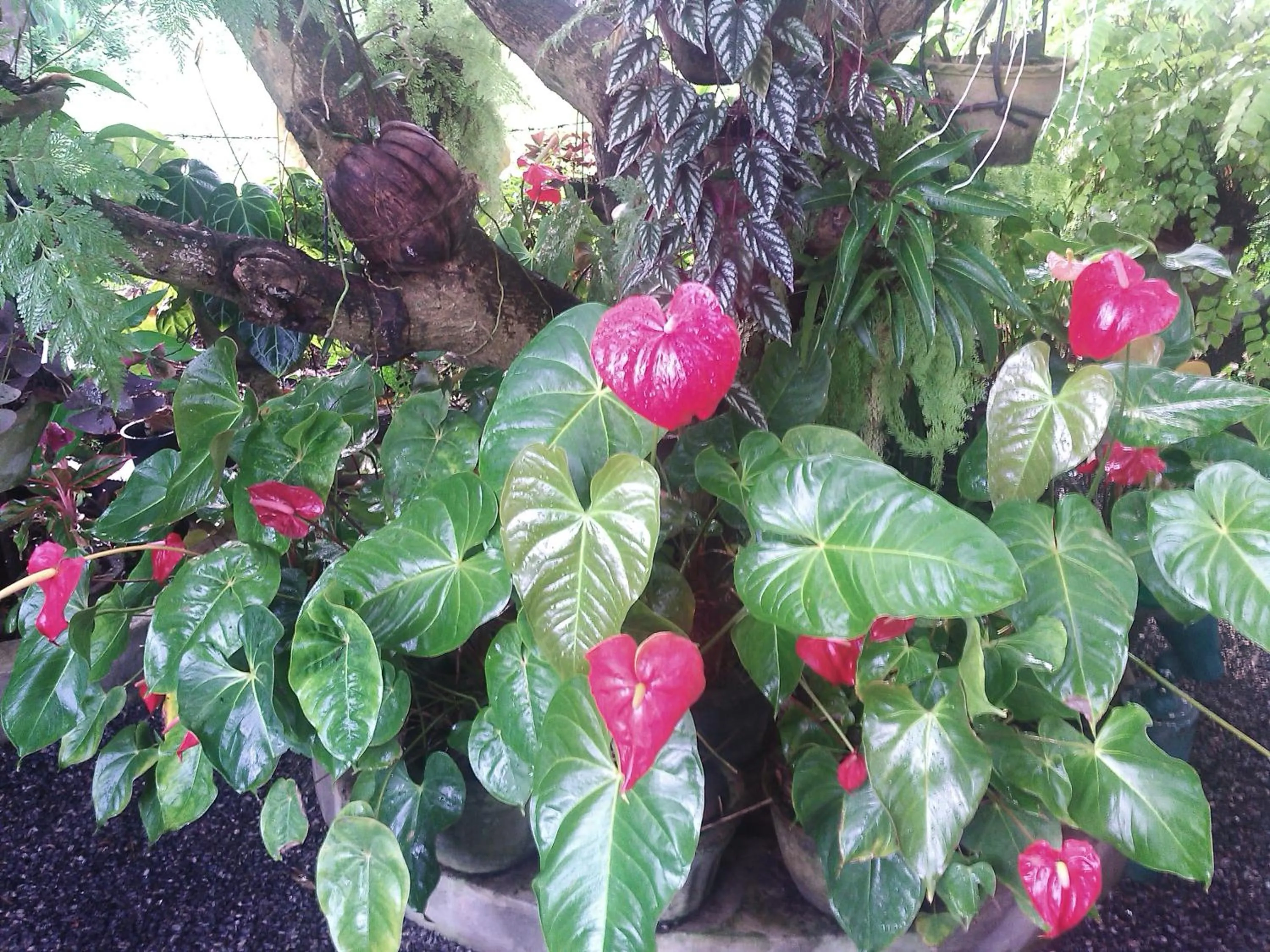 Garden in Number 01 by Taprobane