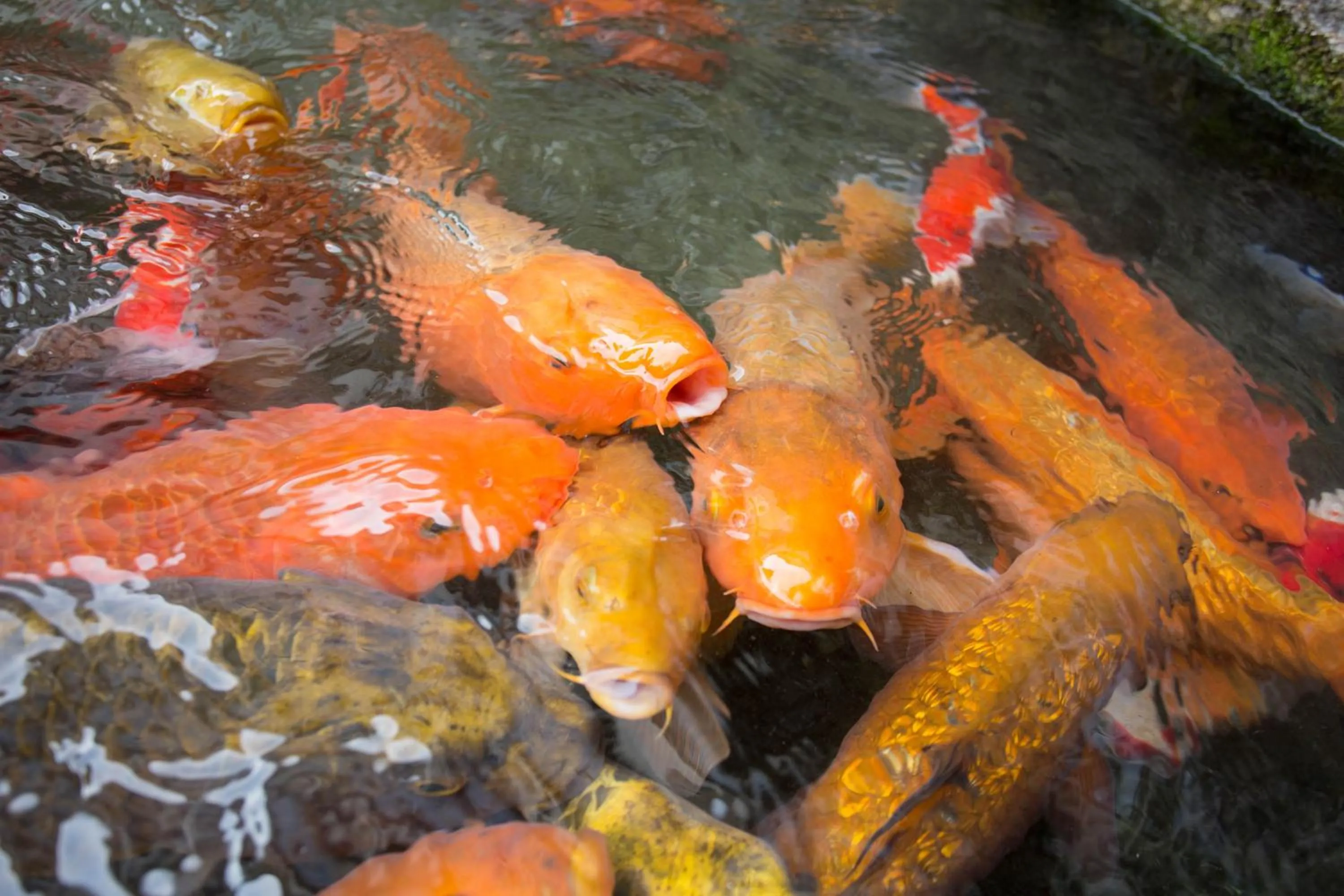 Garden in Hotel Heian