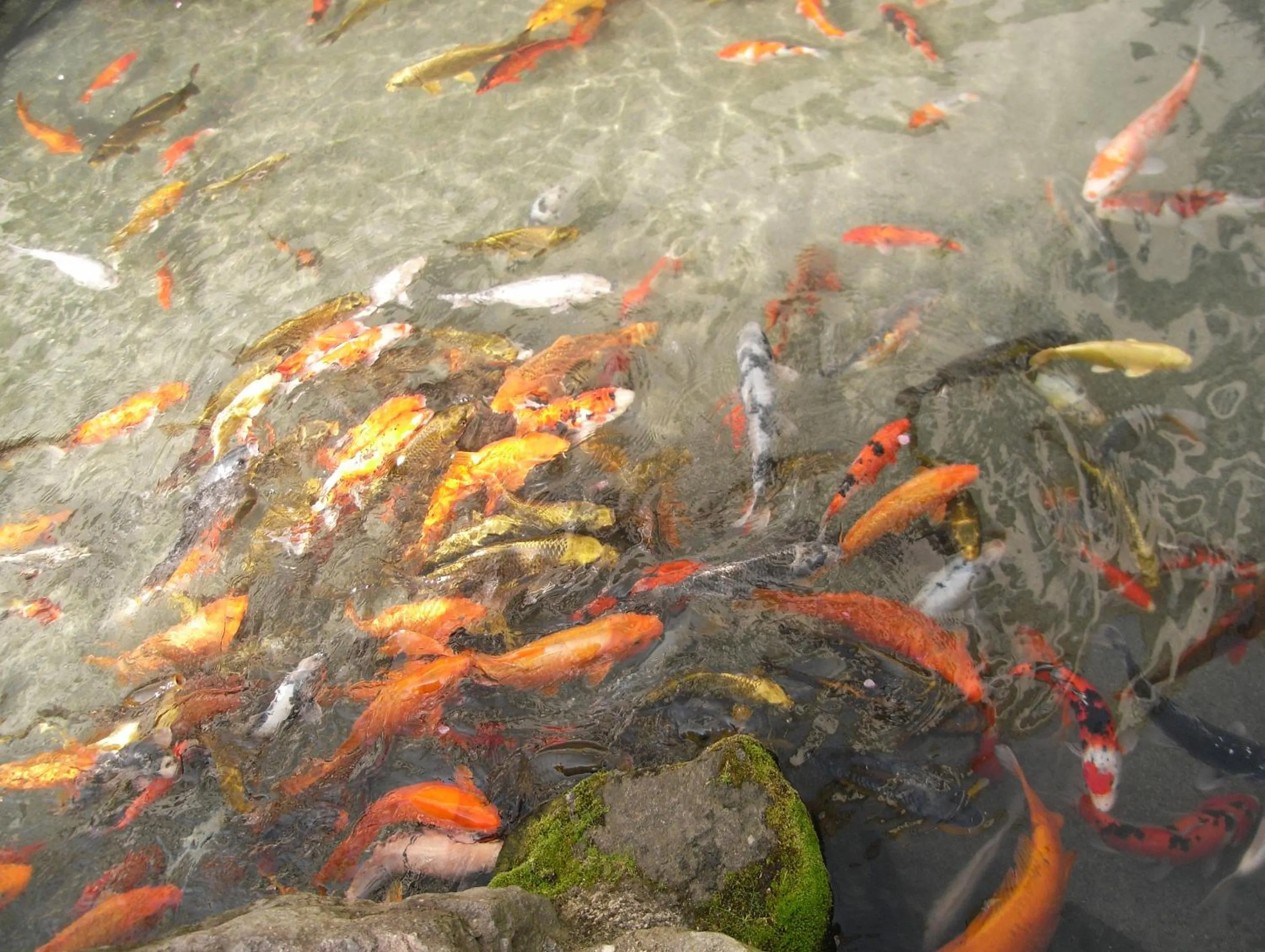 Garden in Hotel Heian