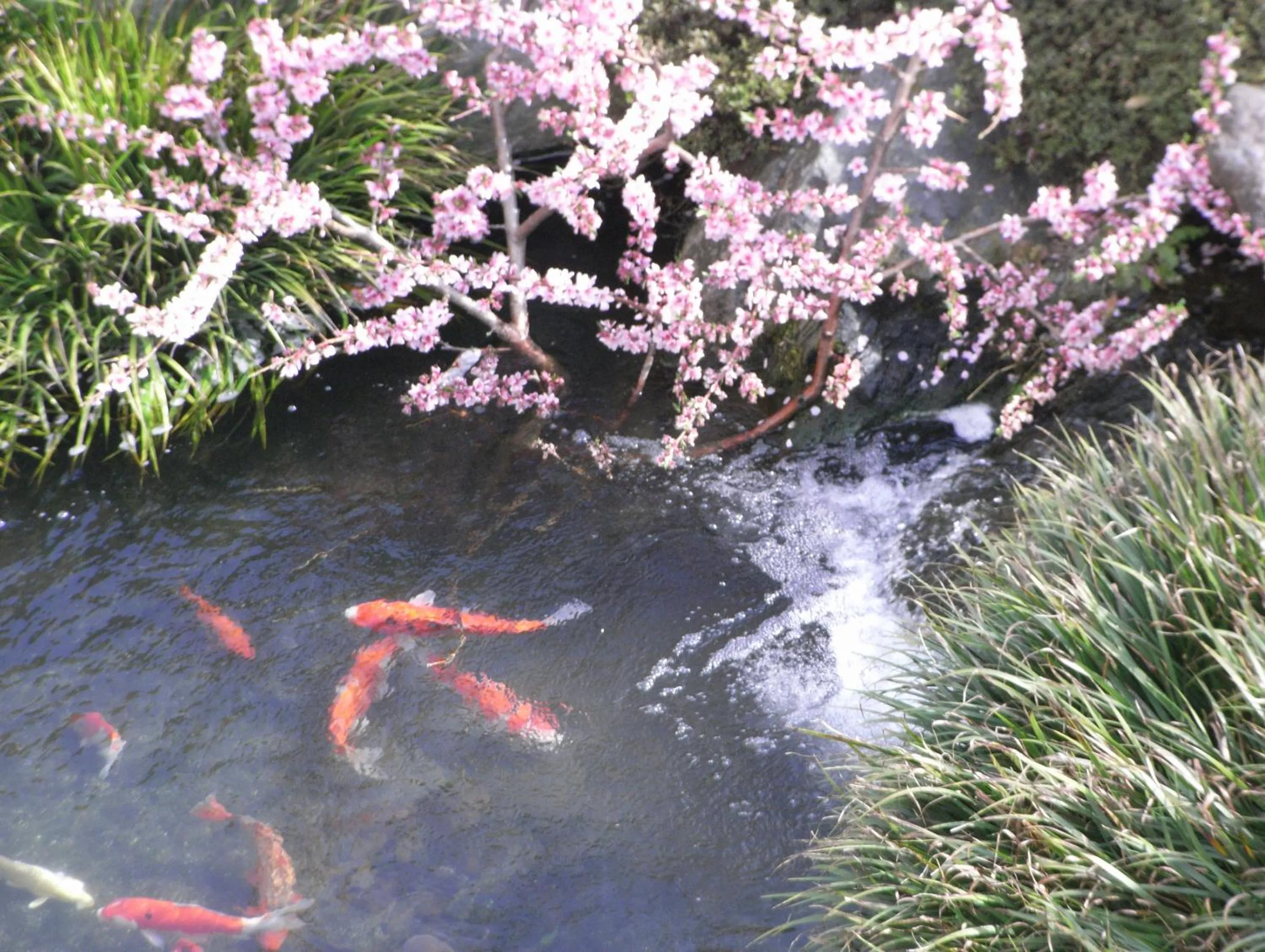 Garden in Hotel Heian