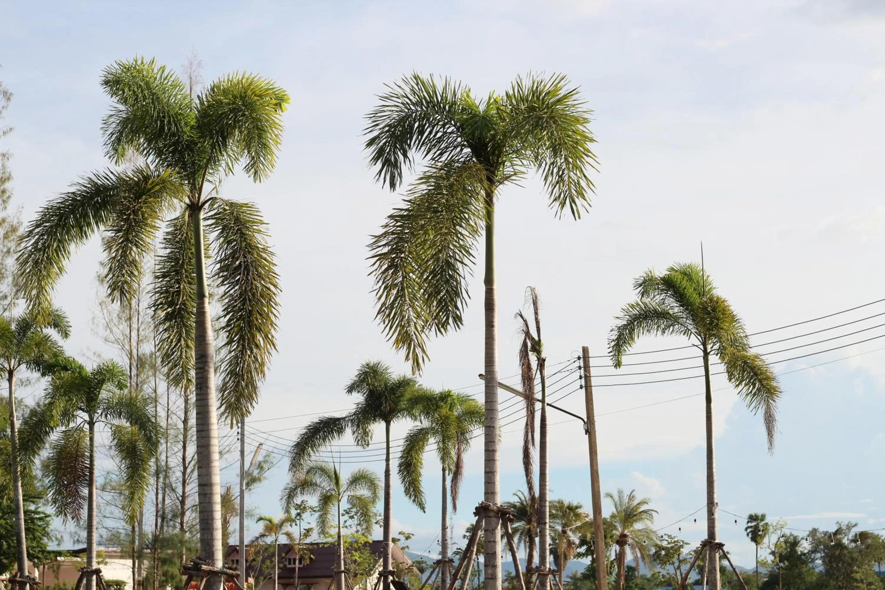 Natural landscape in On Green Resort
