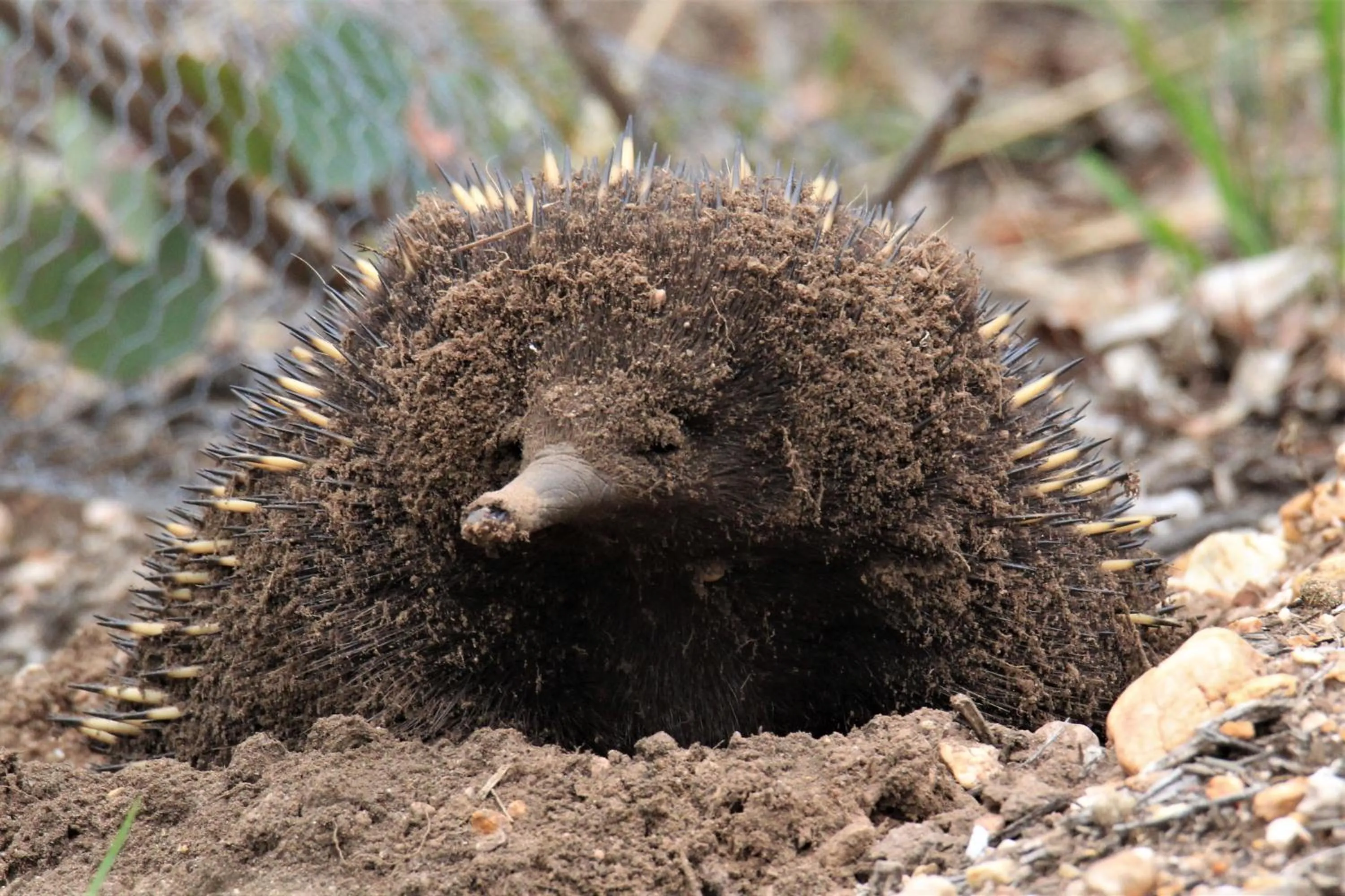 Animals in Down to Earth Farm Retreat