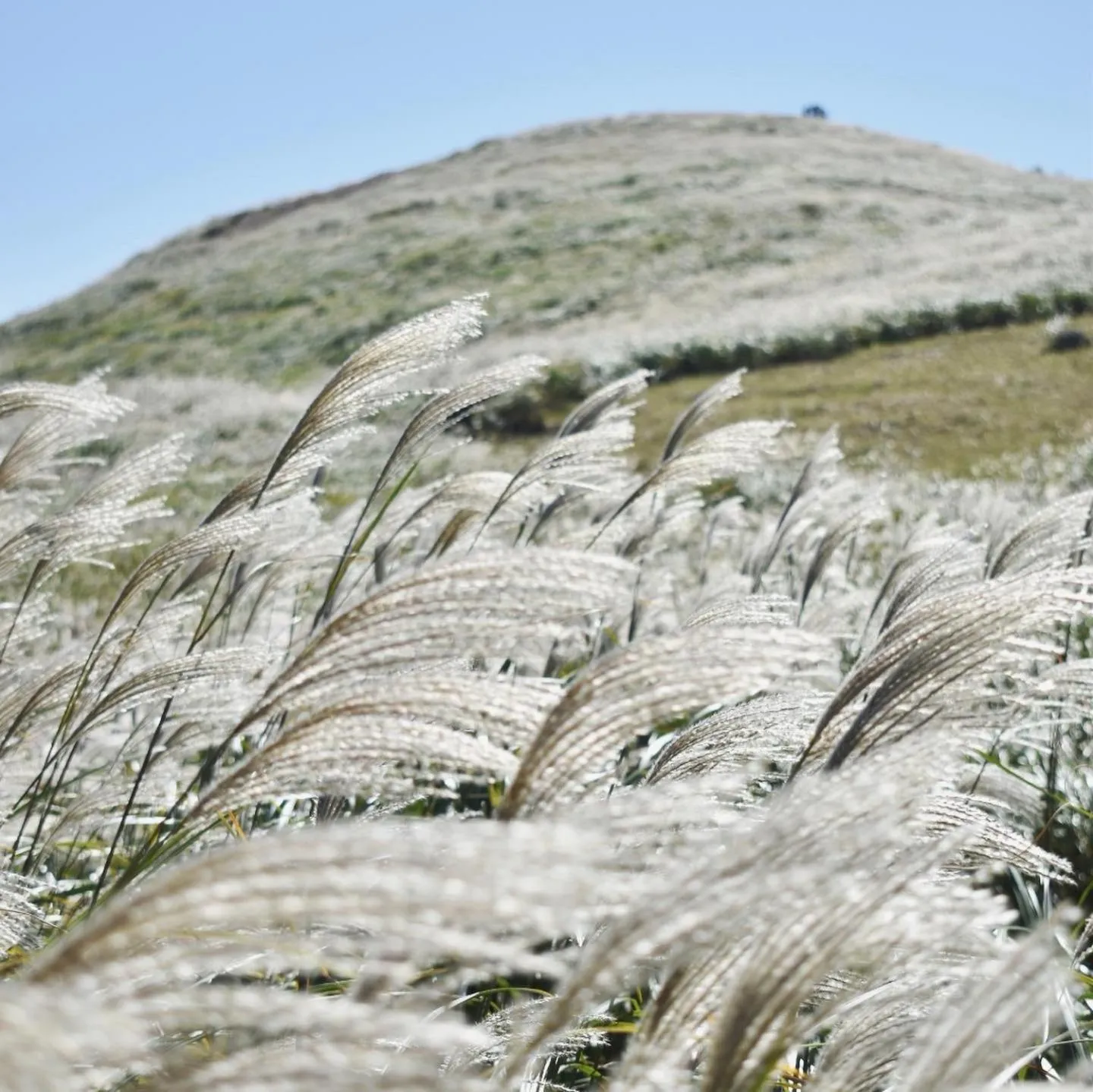 Hiking in Izu atagawa Yubana mankai -Adult Only-