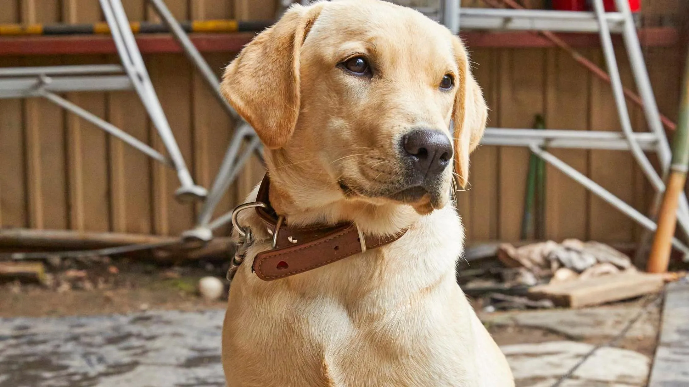 Animals in Tengu Onsen Asama Sanso