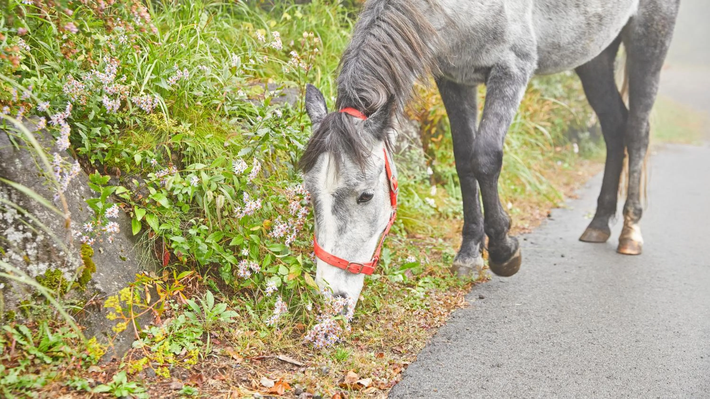 Horse-riding in Tengu Onsen Asama Sanso