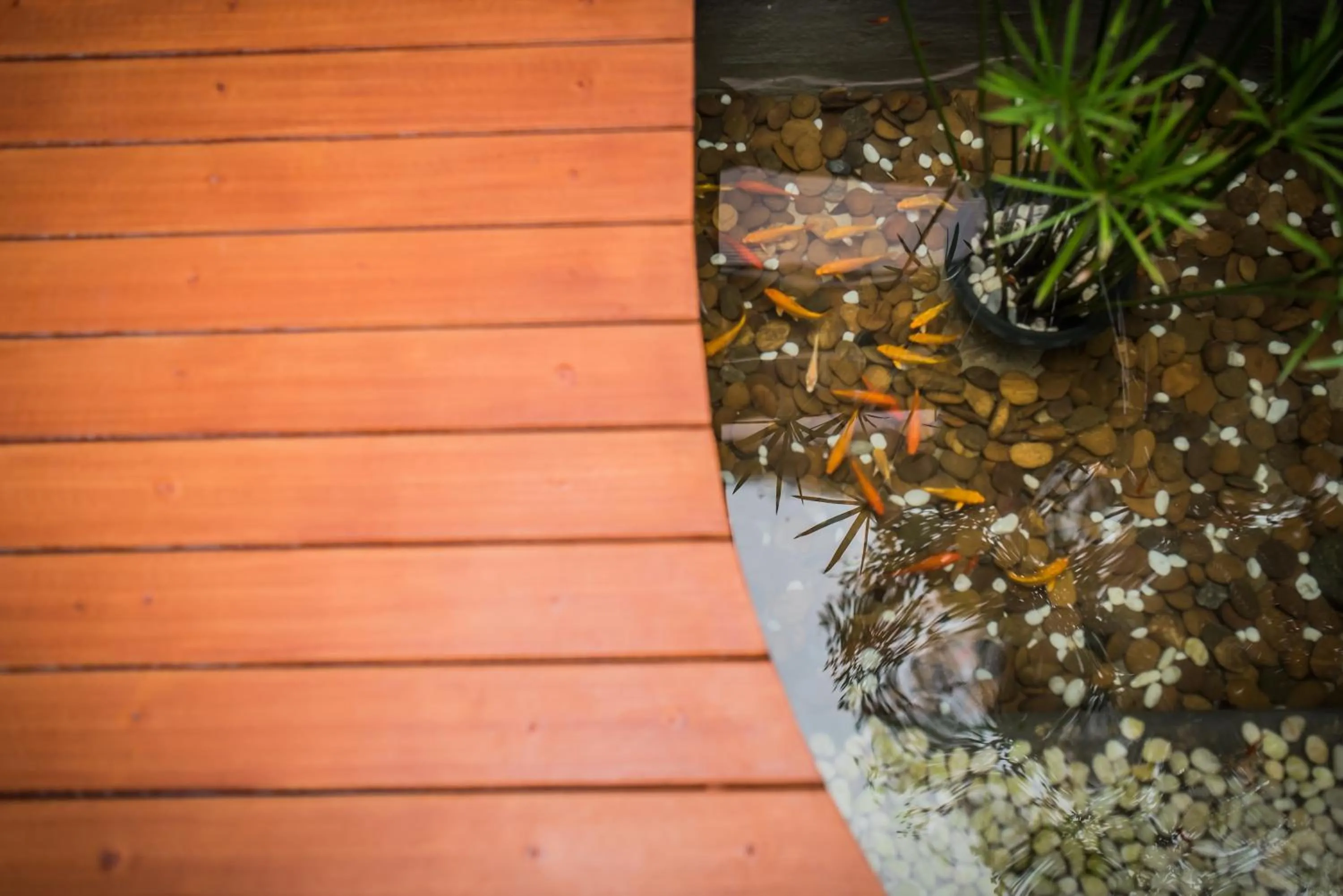 Animals in Le Terrarium Bed & Sleep Chiang Rai