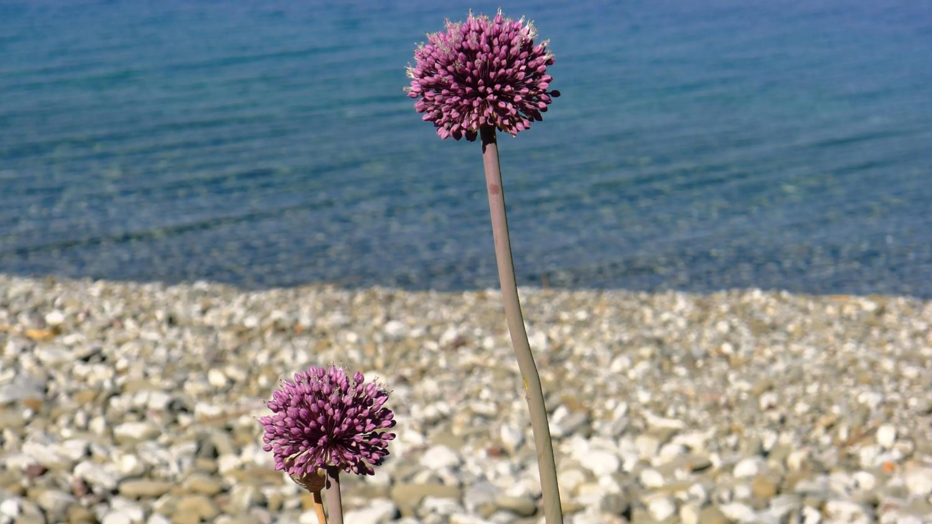 Beach in Villa Goitia