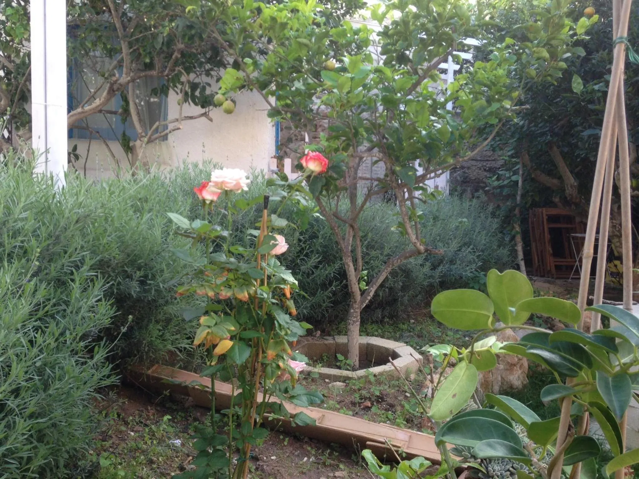 Garden in La Casa del Limoneto