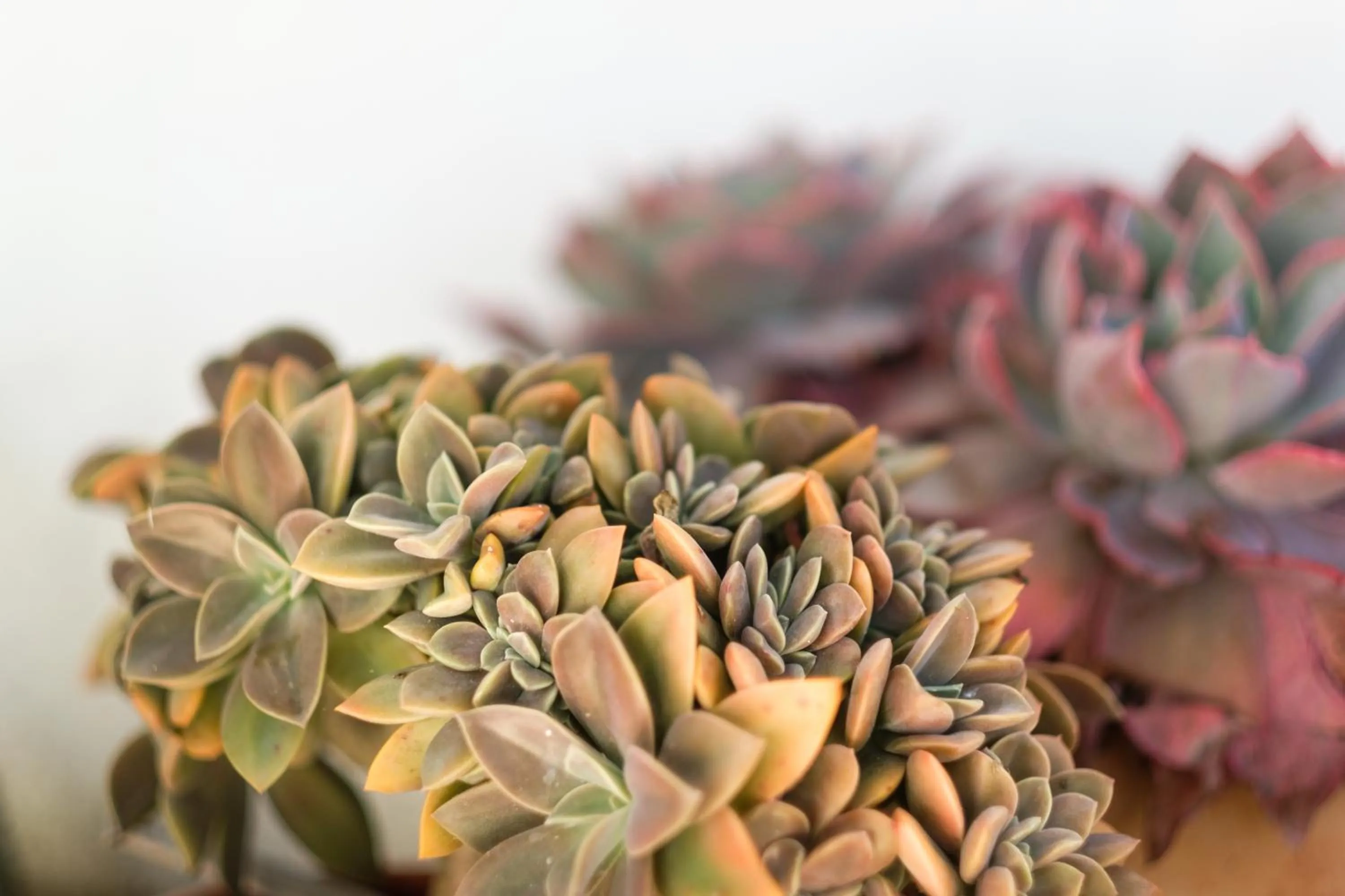 Decorative detail in Smugglers' BnB