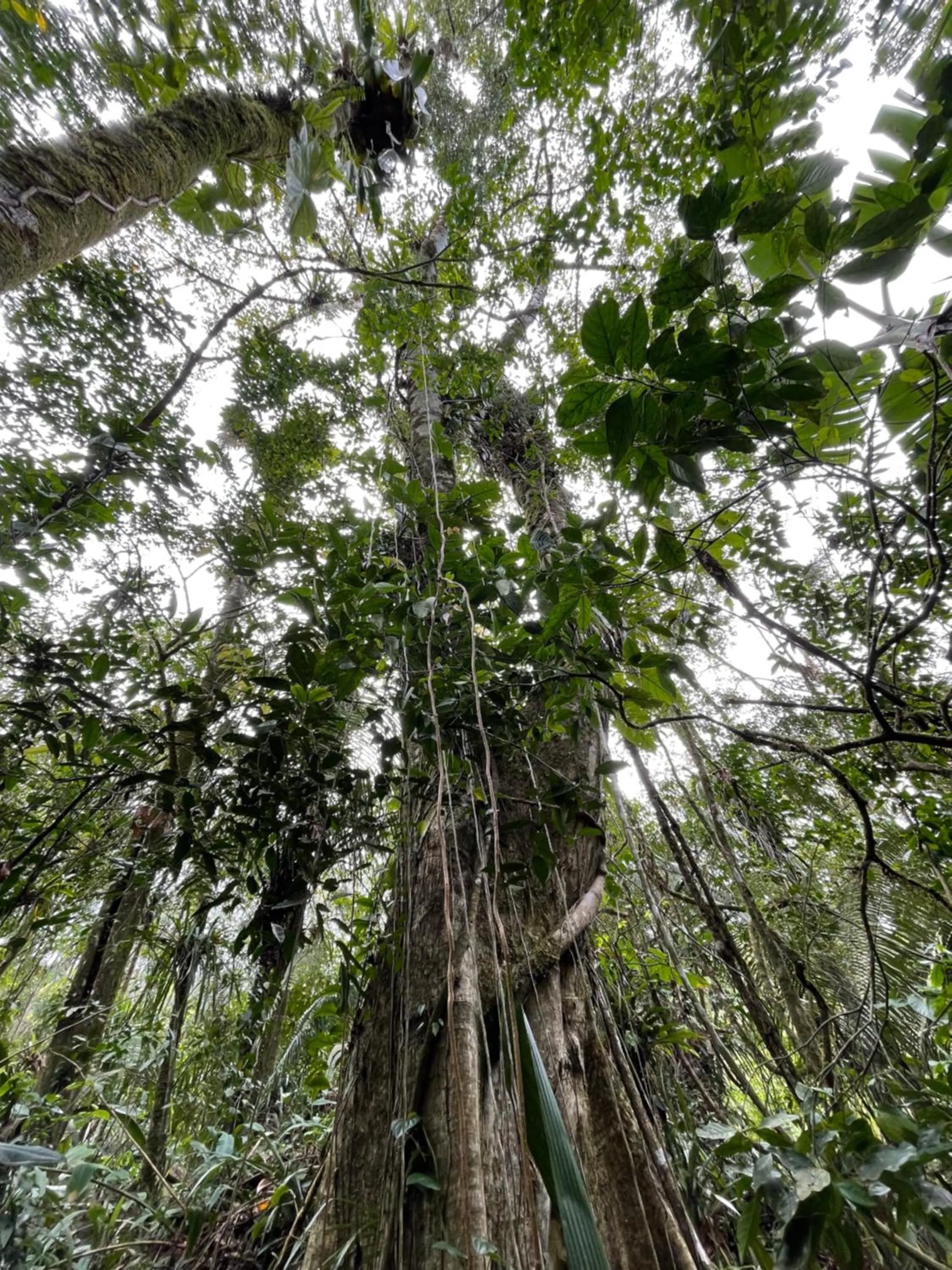 Natural landscape in Sitio Namaste Paraty