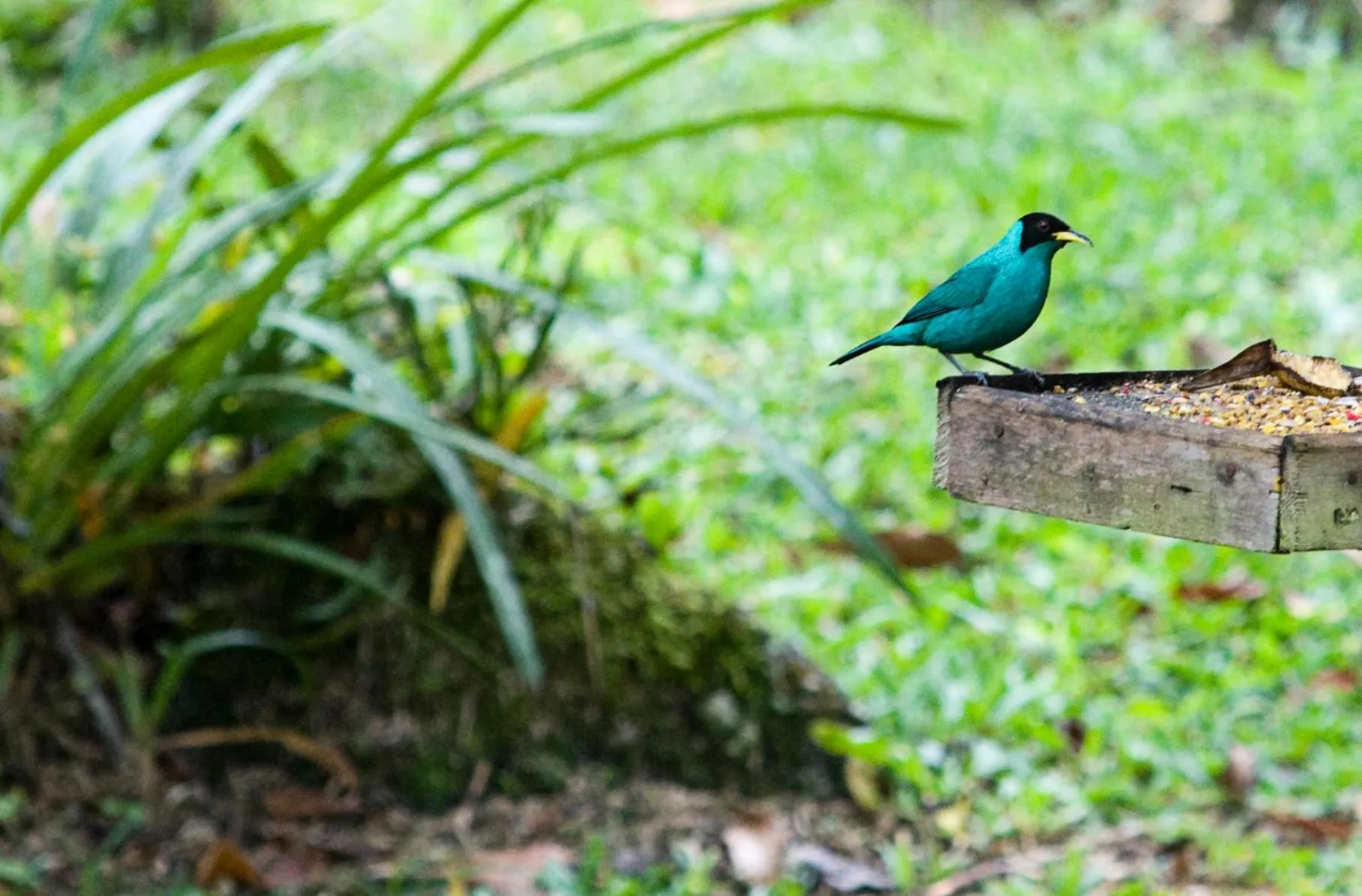 Garden in Sitio Namaste Paraty