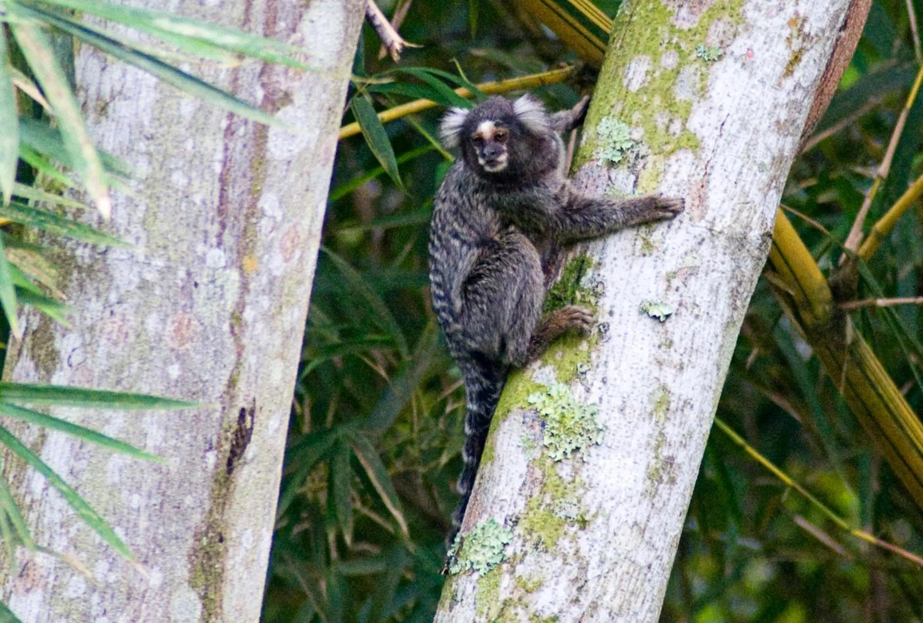 Animals in Sitio Namaste Paraty