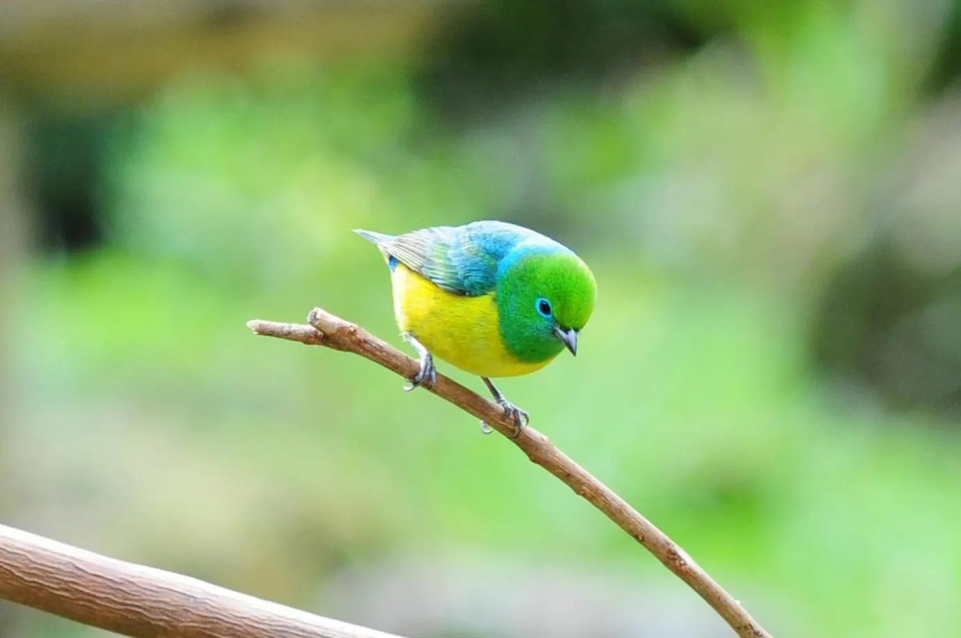 Garden in Sitio Namaste Paraty