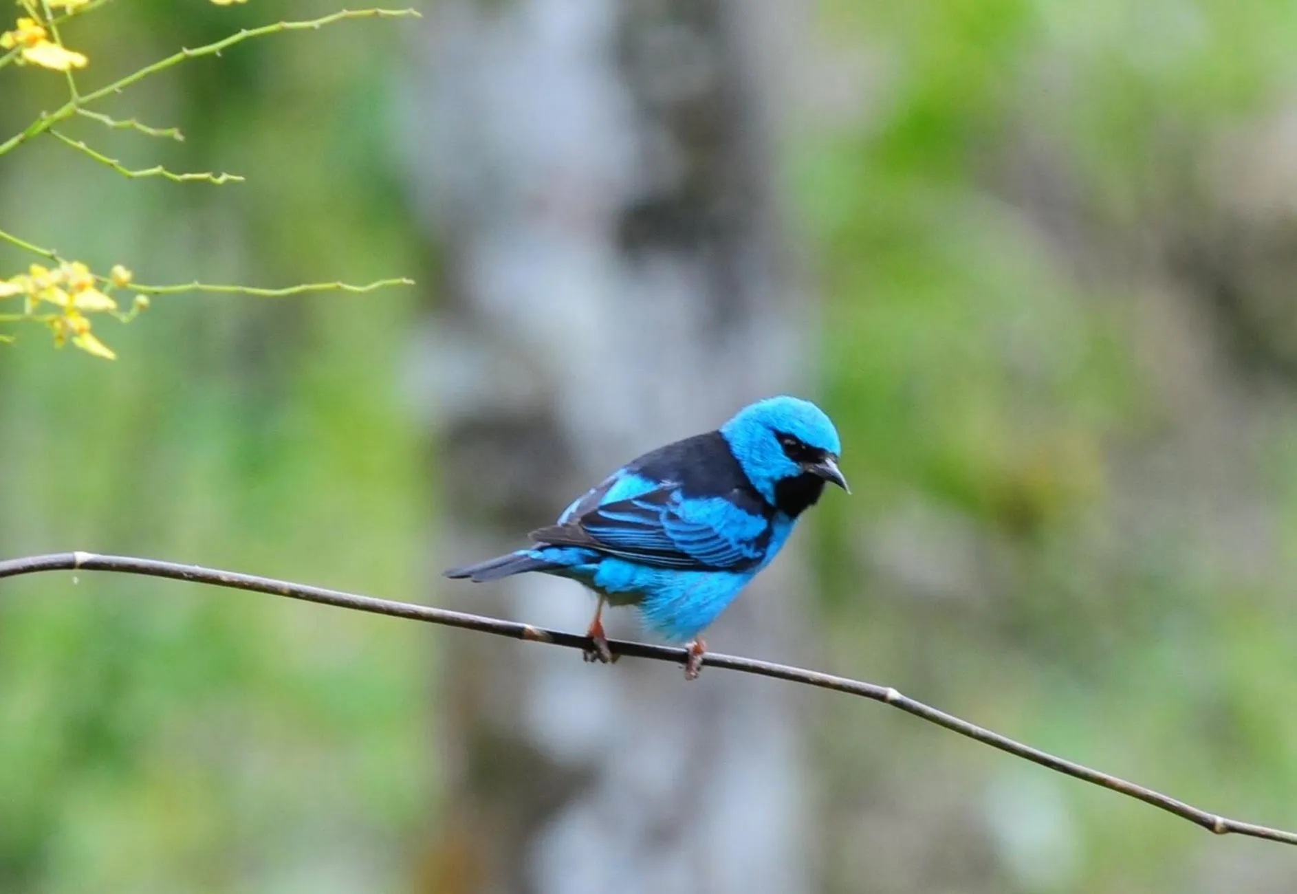 Garden in Sitio Namaste Paraty