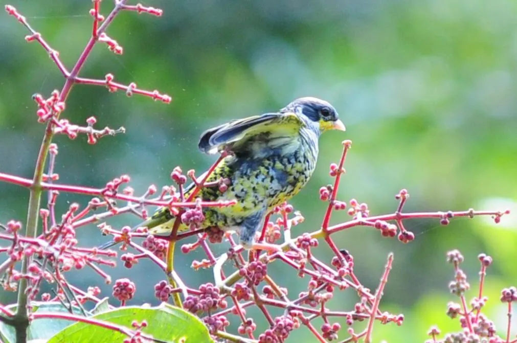 Garden in Sitio Namaste Paraty