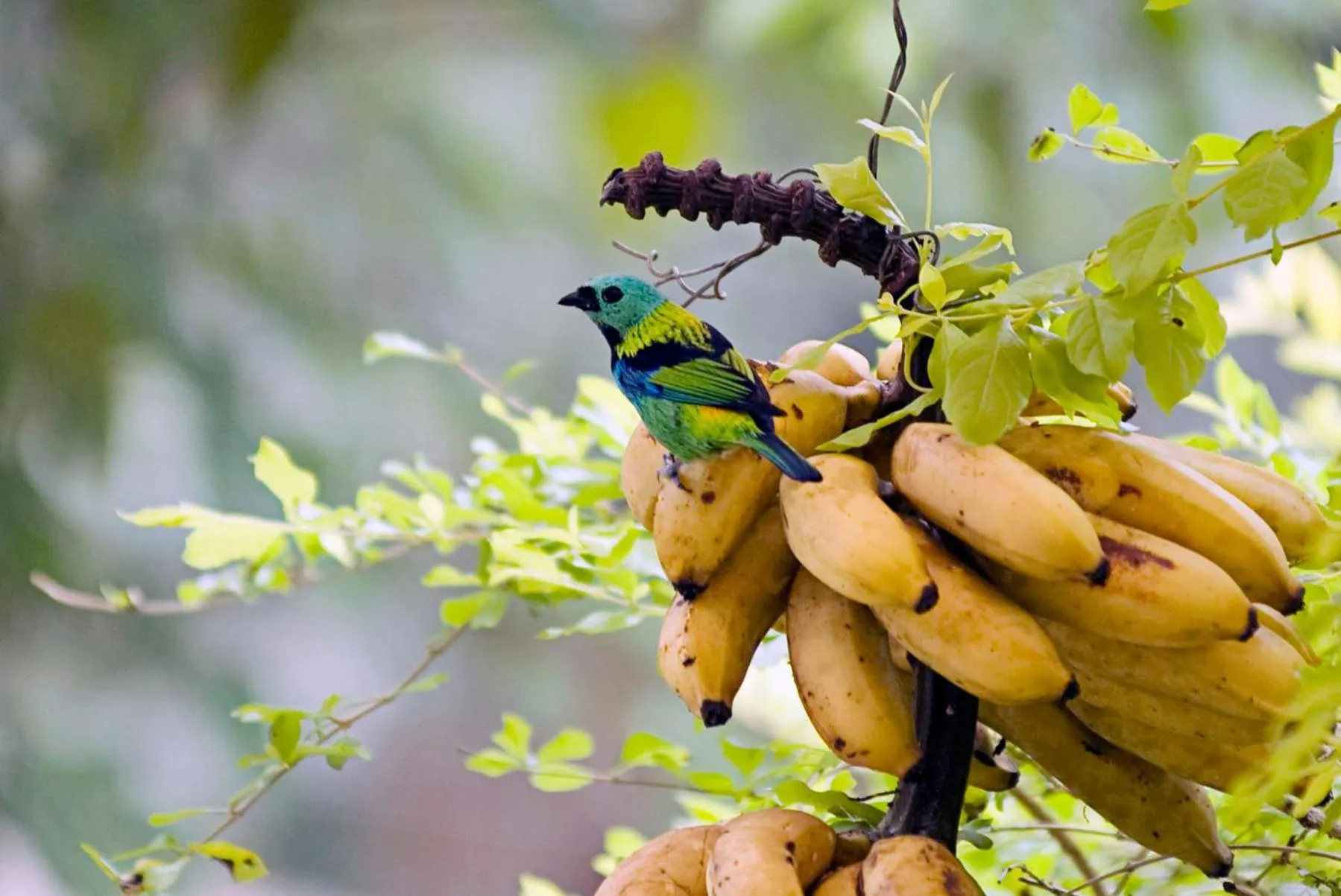 Animals in Sitio Namaste Paraty