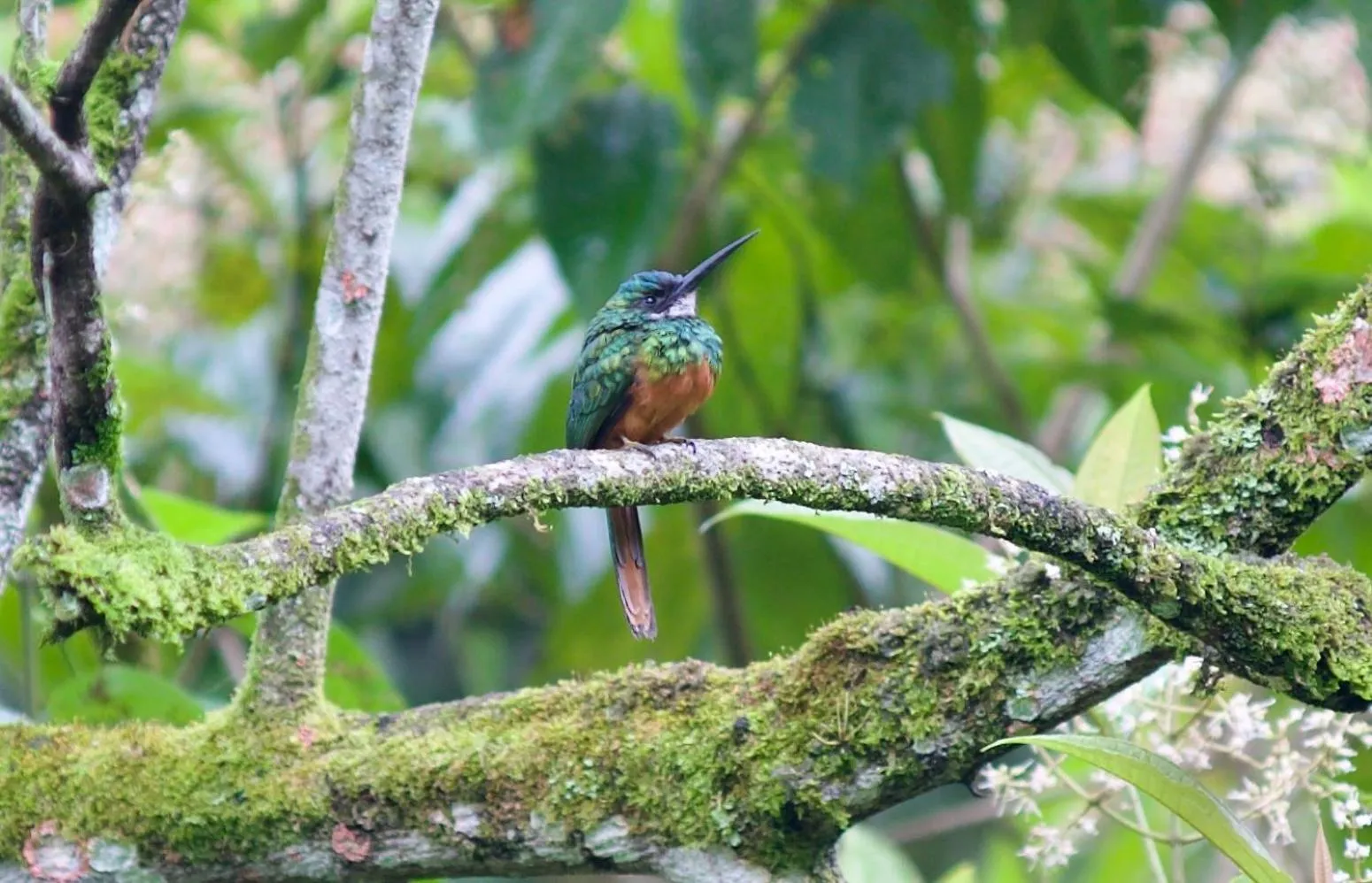 Garden in Sitio Namaste Paraty