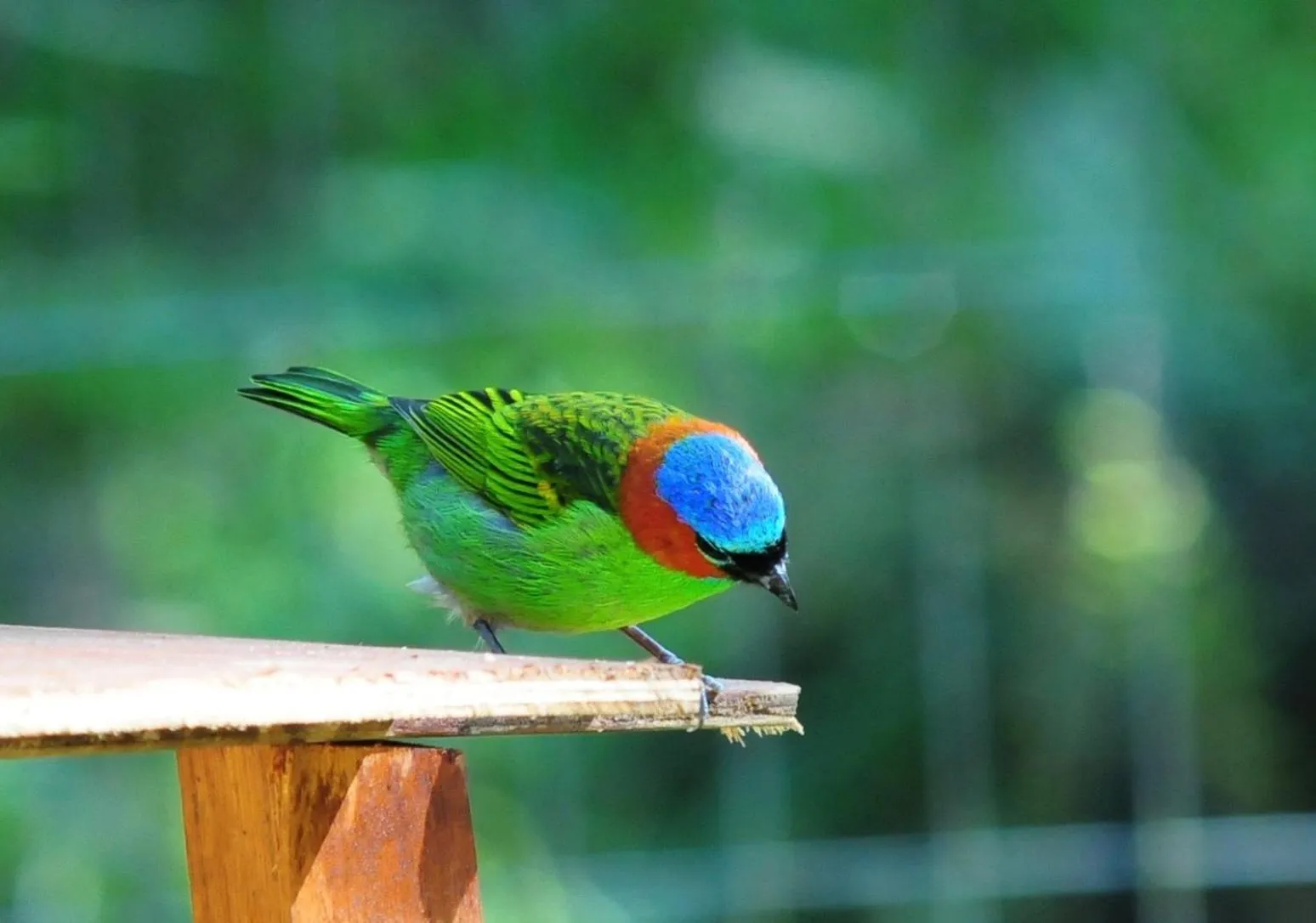 Animals in Sitio Namaste Paraty