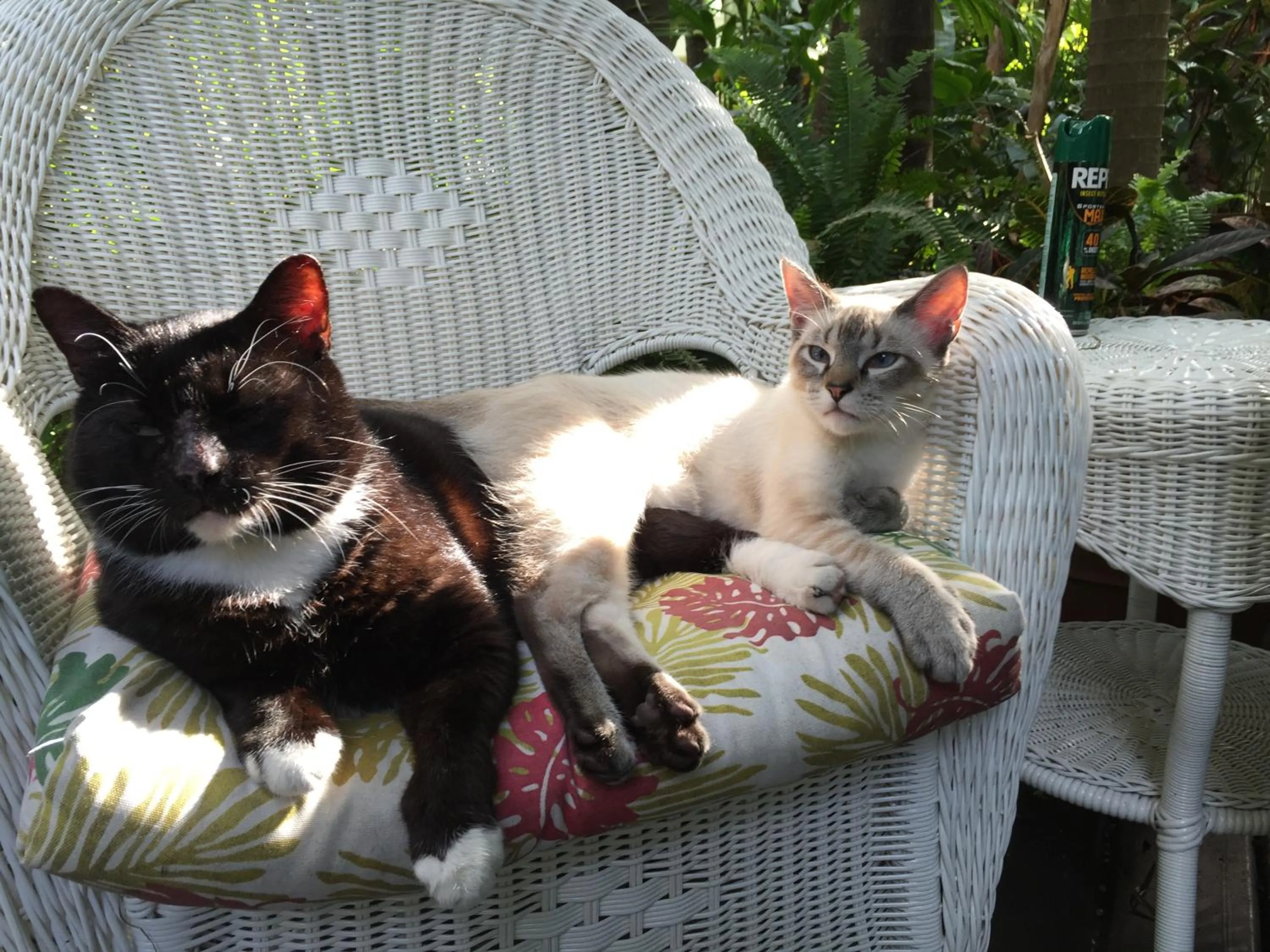 Animals in Pineapple Point Guesthouse & Resort - Gay Men's Resort