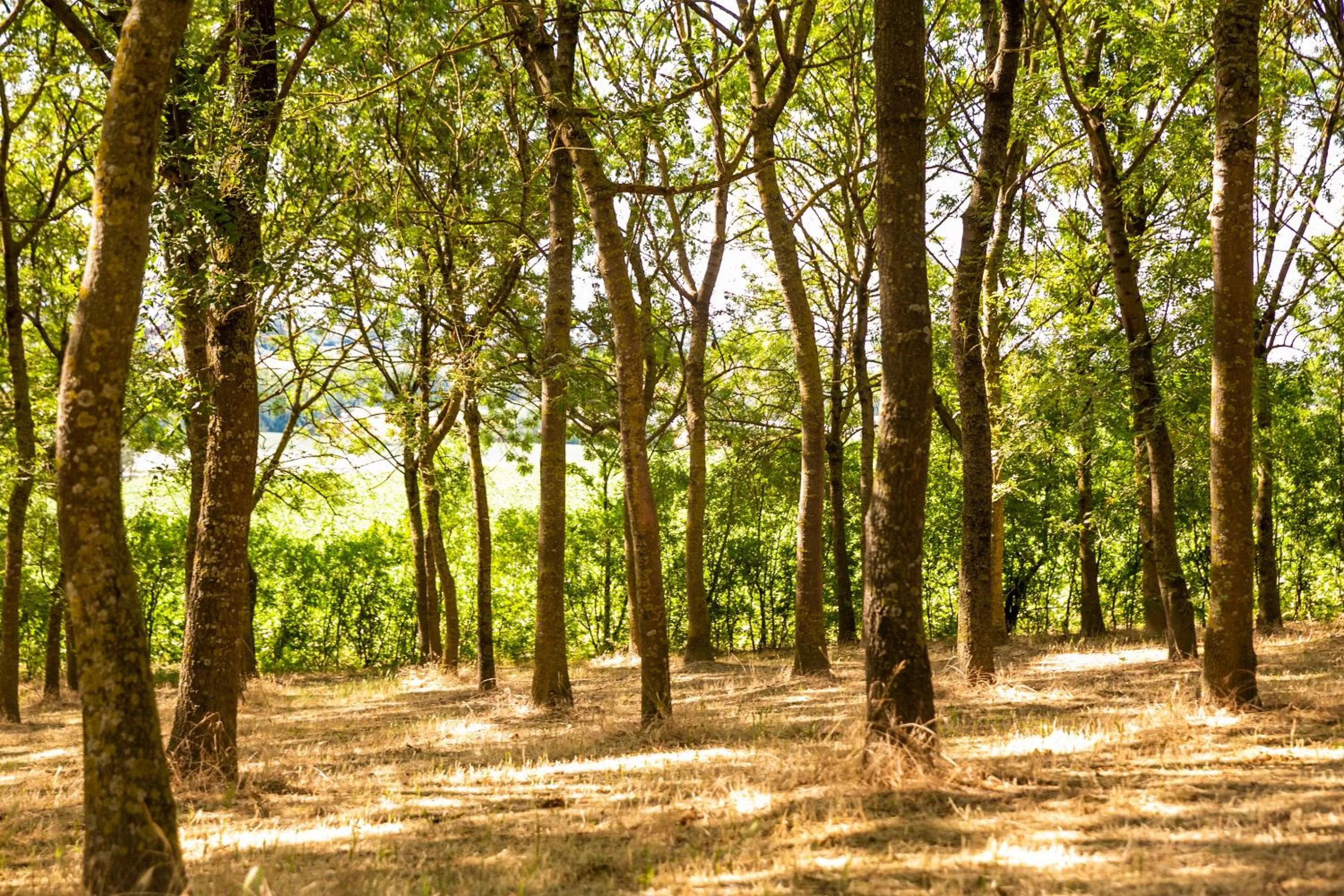 Natural landscape in Il Podere Del Germano Reale