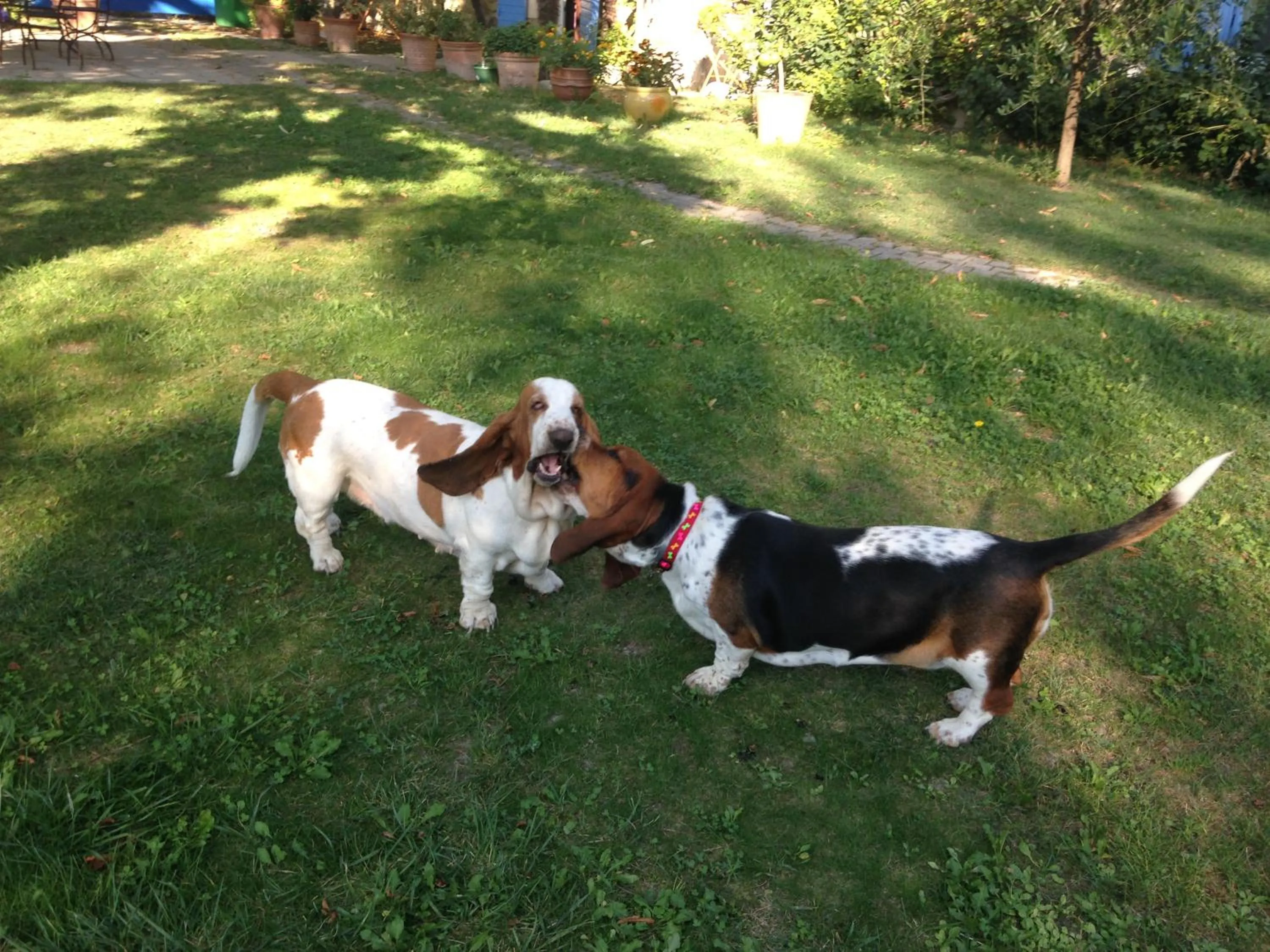 Pets in Le Mas des Platanes