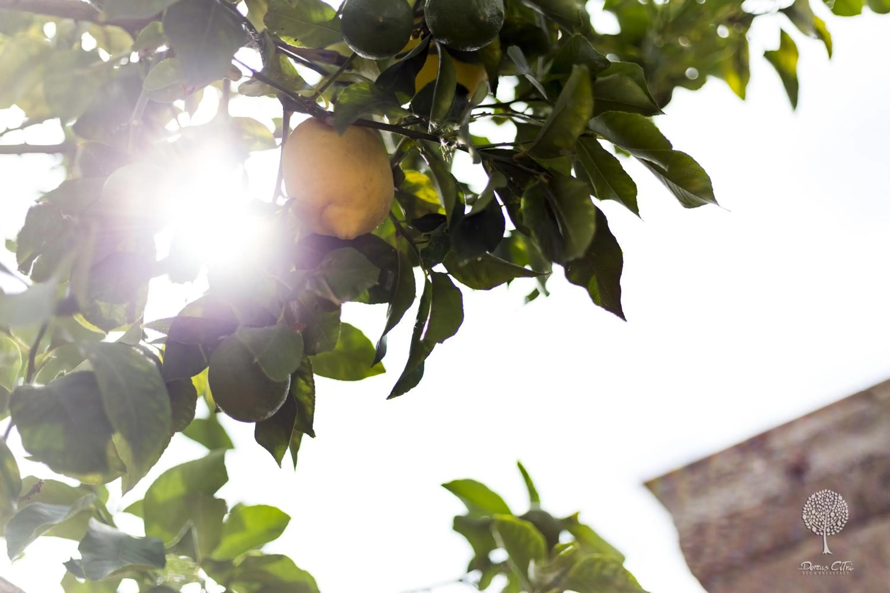 Garden in Domus Citri
