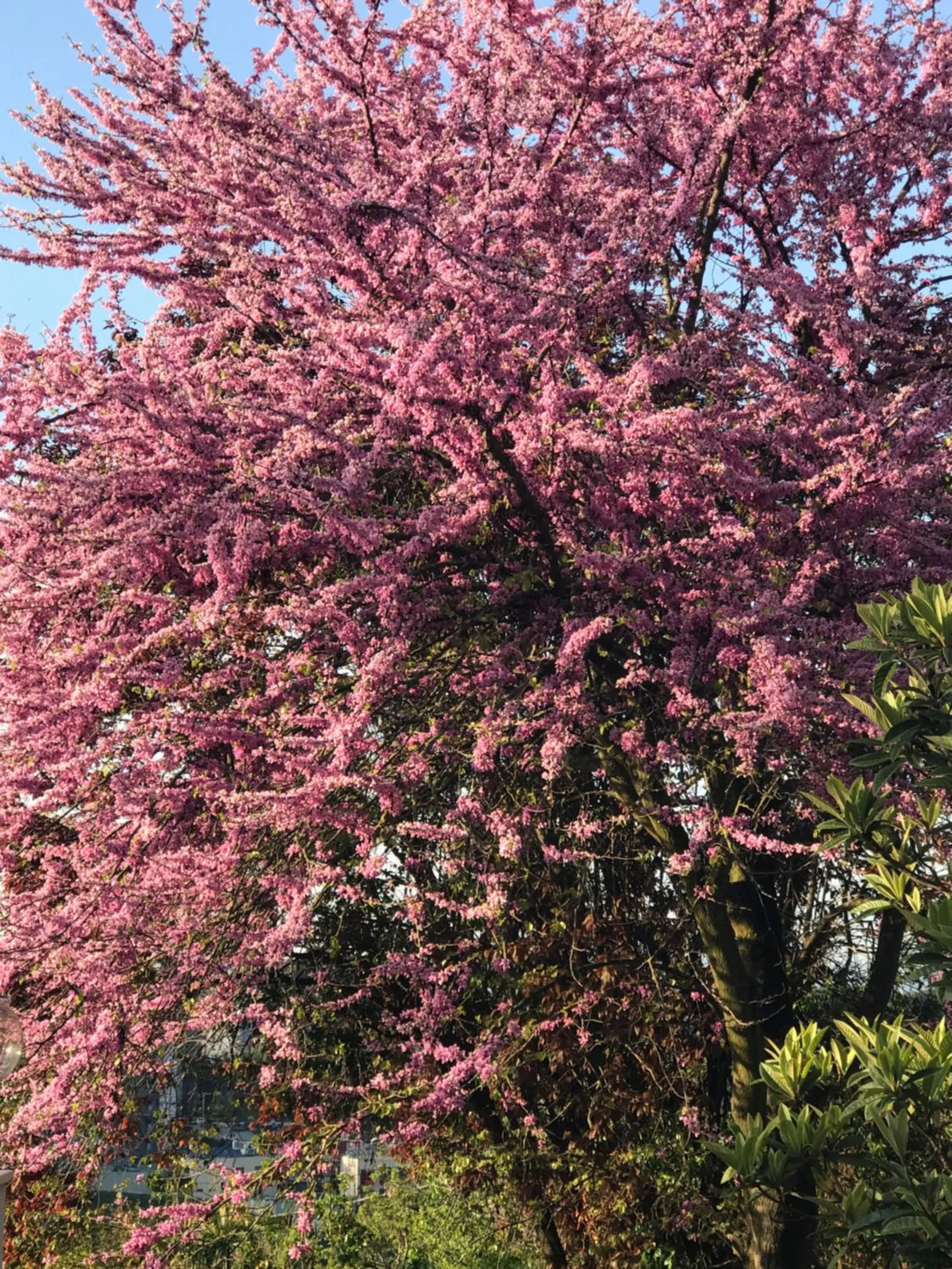 Patio in Residenza Ambrogi