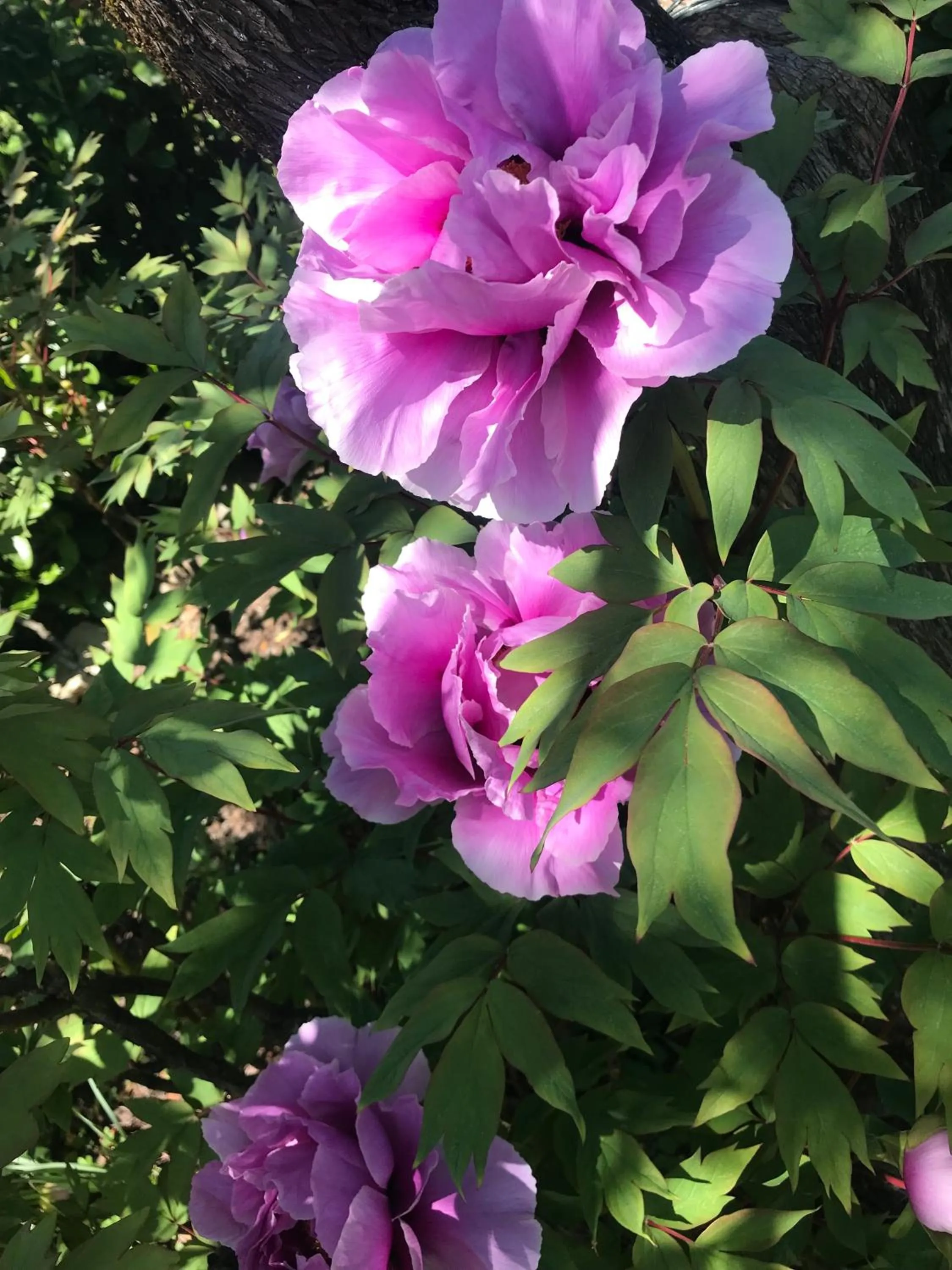 Garden in Residenza Ambrogi
