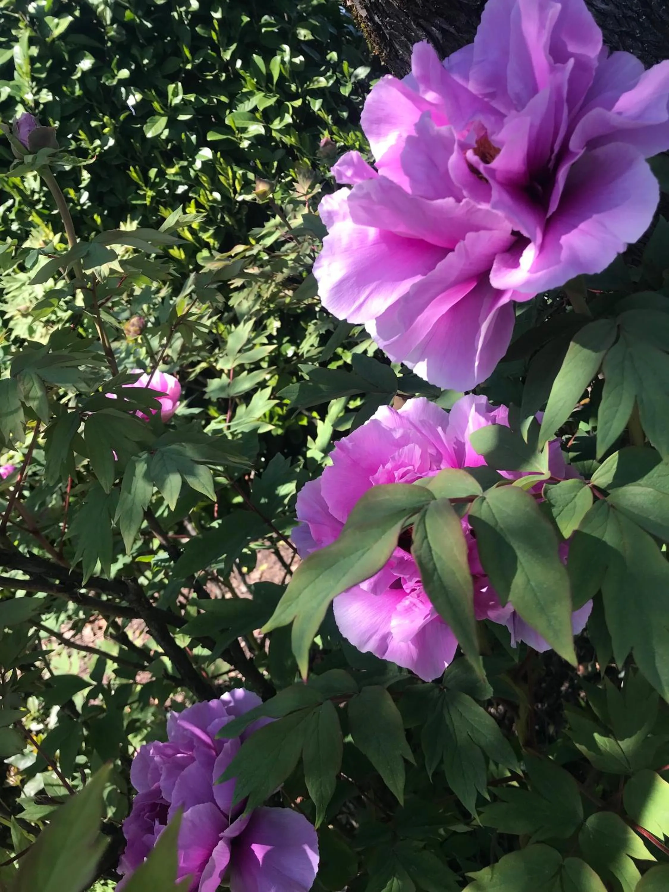Garden in Residenza Ambrogi